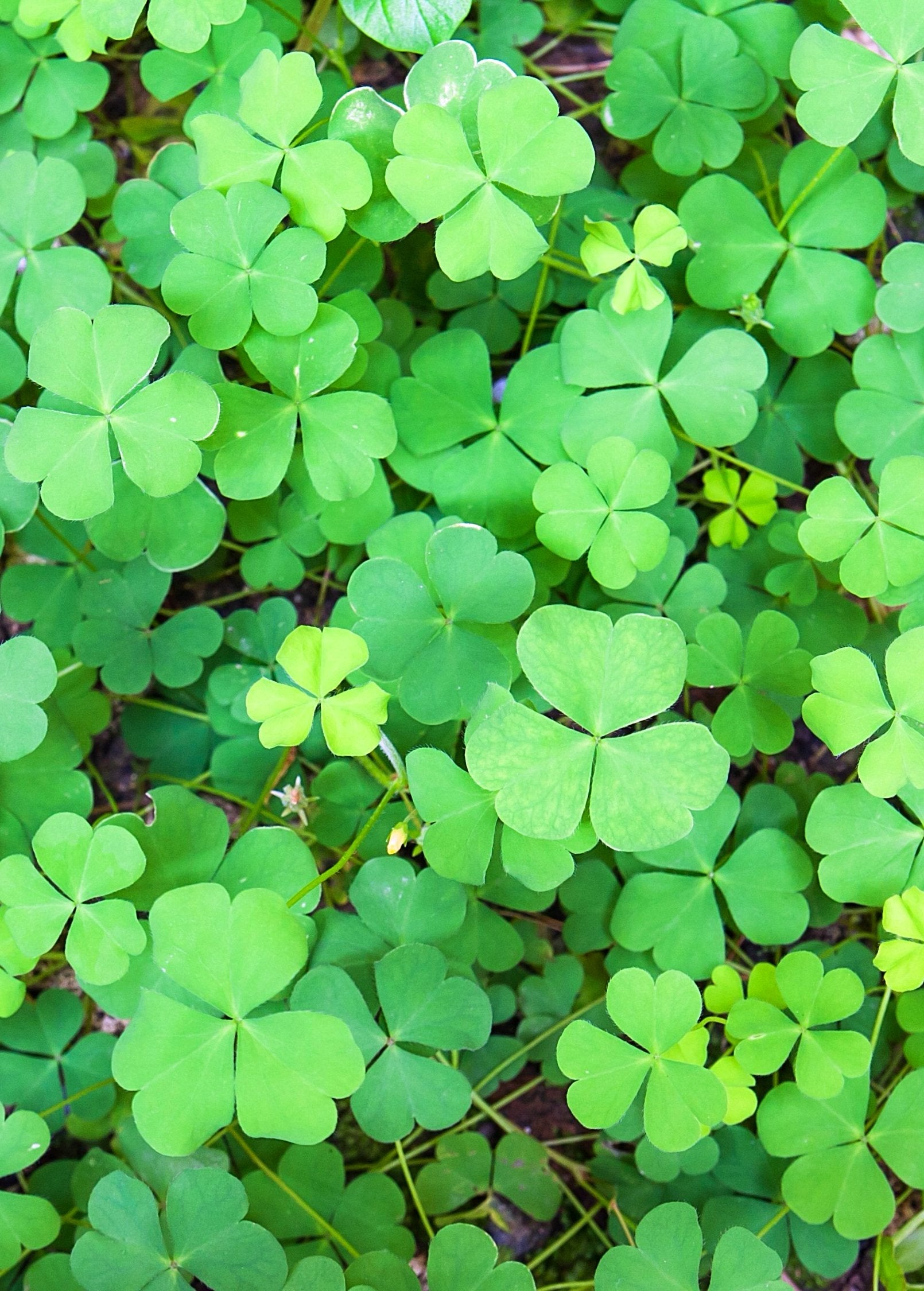 Sushni herb (Marsilea minuta) planted in a coconut coir pot, showcasing lush green foliage, by Sow Exotic.