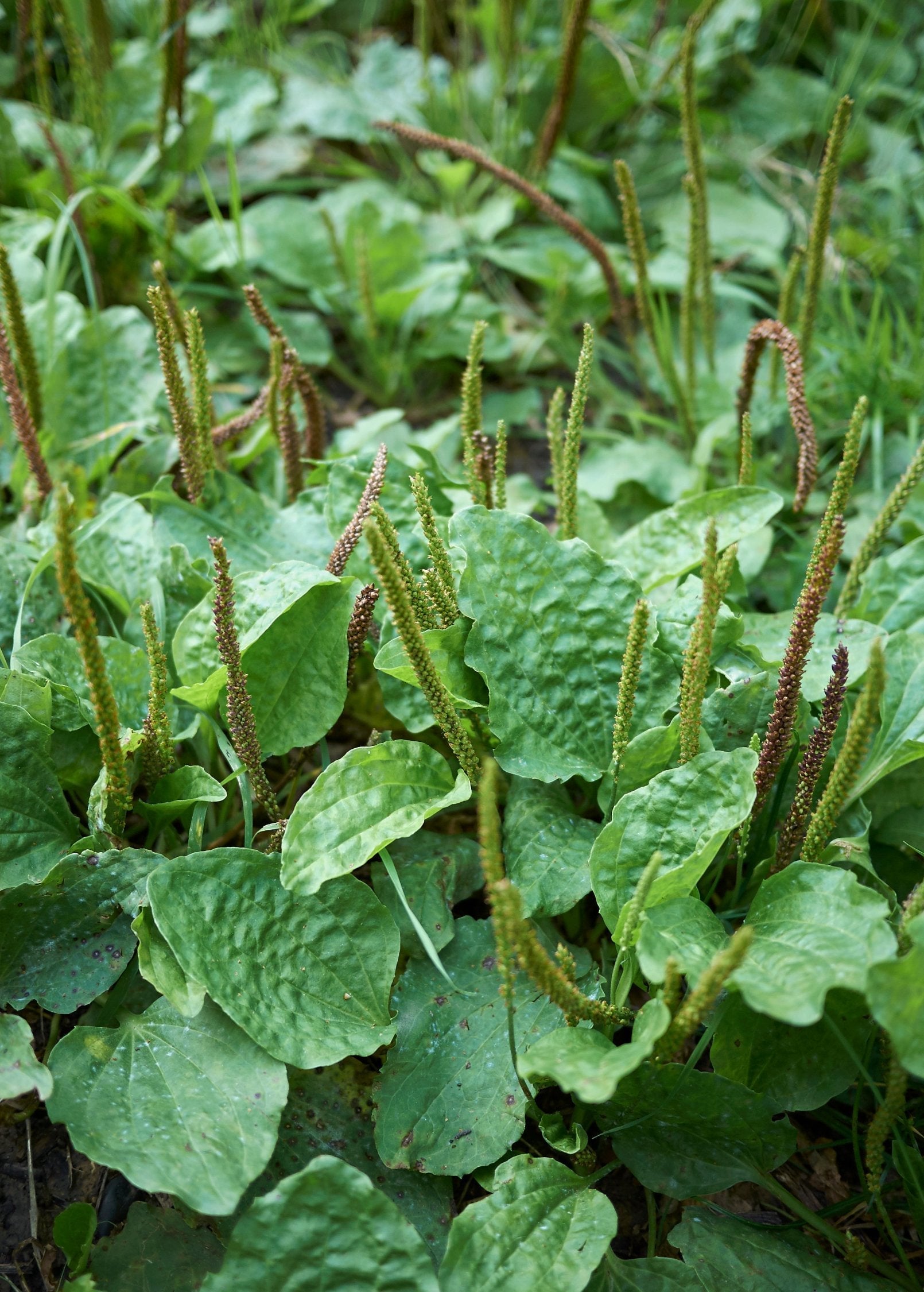 Broadleaf sweet plantain herb (Plantago major) in coconut coir pot, grown by Sow Exotic, with lush green leaves.