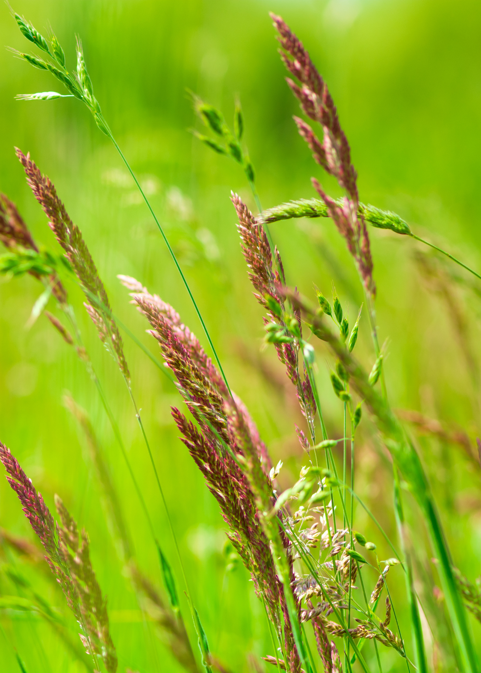 Sweetgrass herb in a coconut coir pot, showing green, fragrant grass with slender blades, from Sow Exotic.