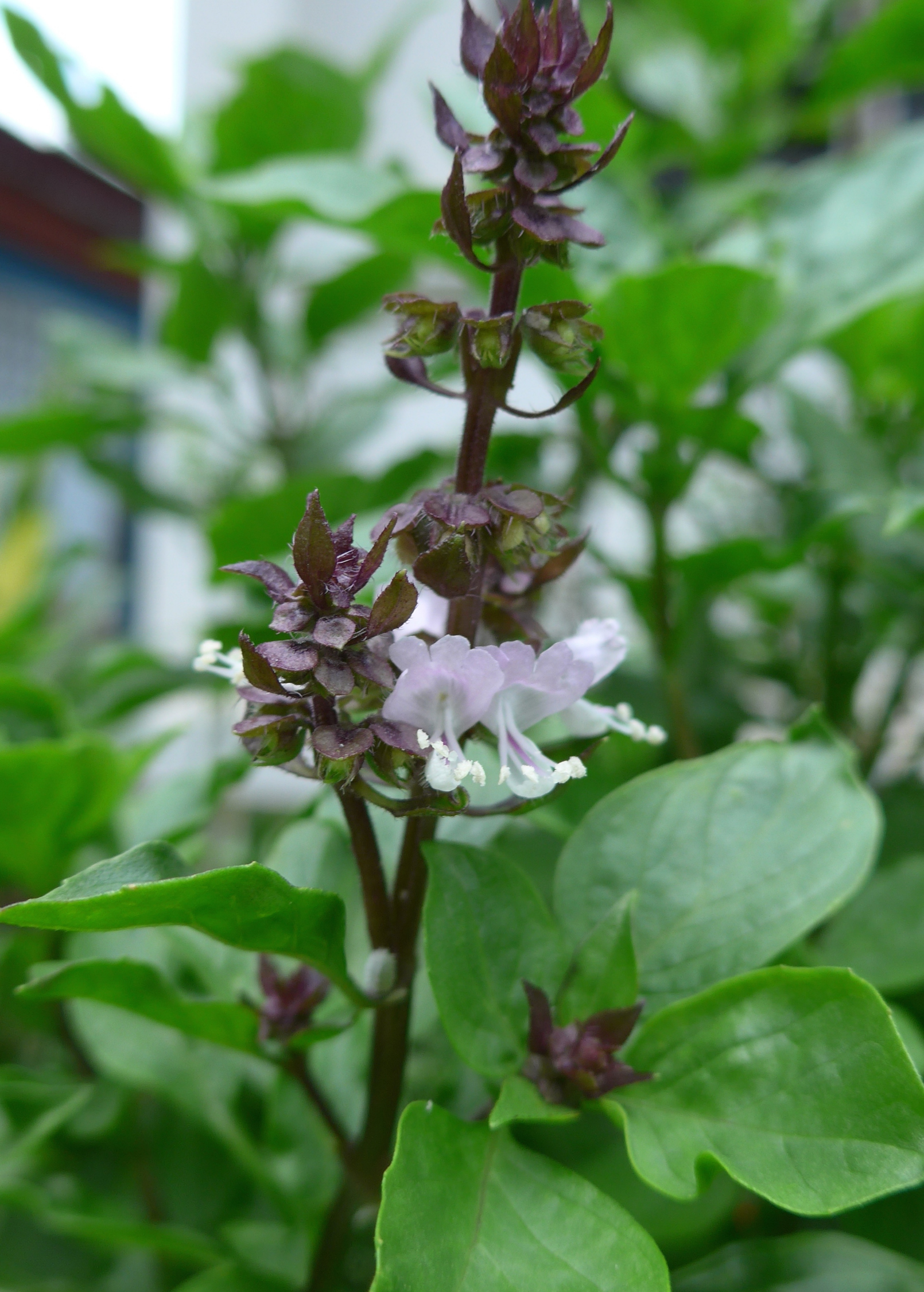 Fresh Thai basil herb in a coconut coir pot, showcasing lush green leaves and vibrant growth.