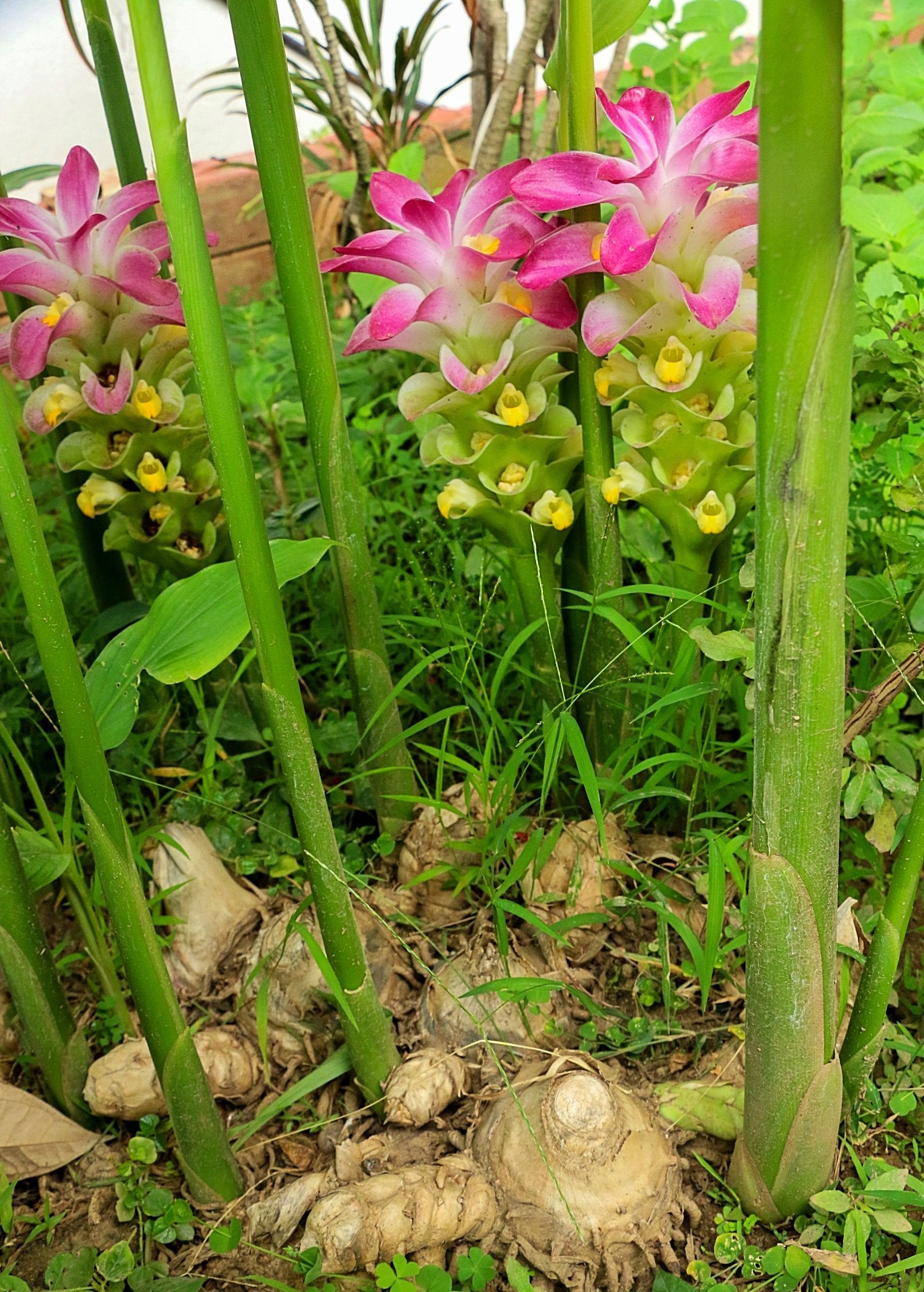 White turmeric herb (Curcuma zedoaria) in a coconut coir pot, showcasing its lush green leaves and thick root stems.