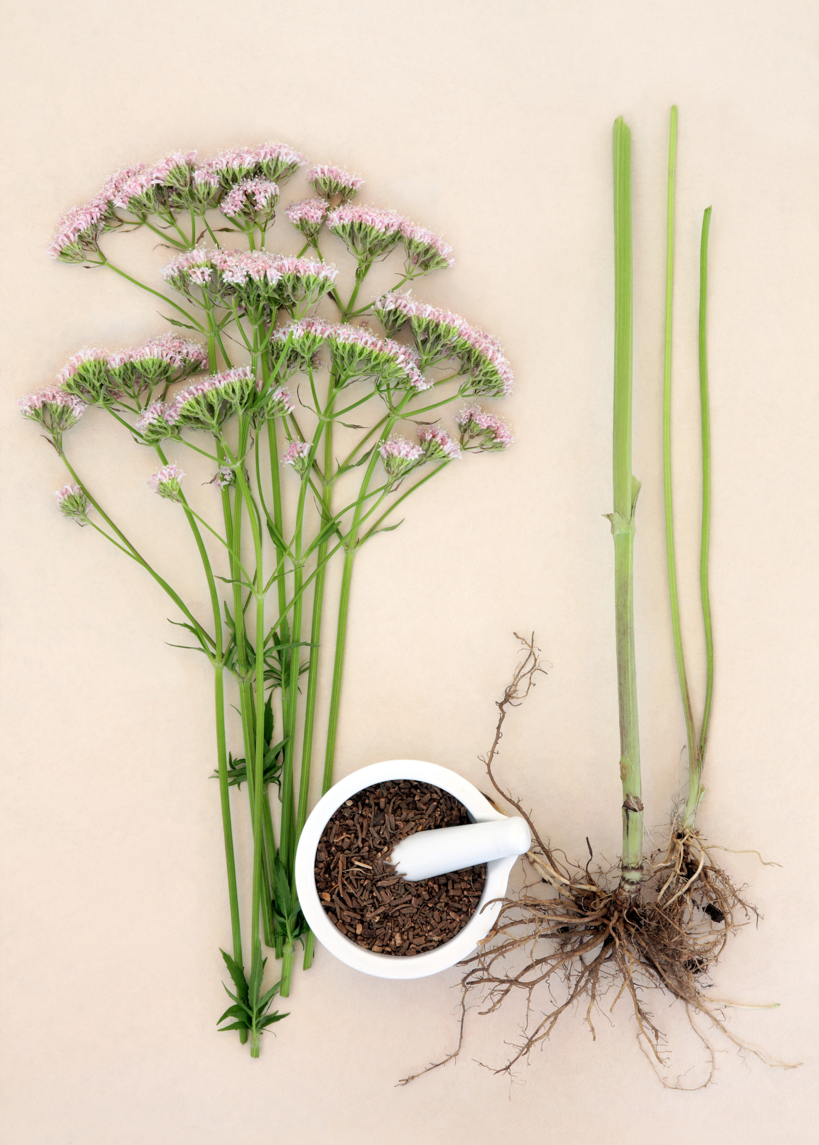 Valerian root herb in a medium coconut coir pot, showcasing lush green foliage and healthy roots, from Sow Exotic.