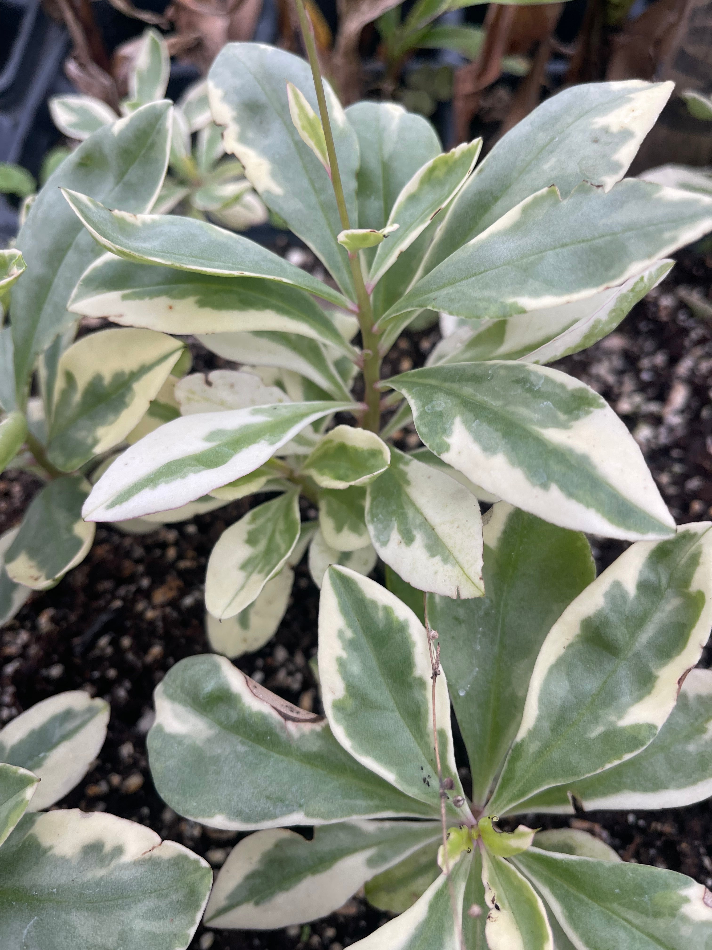 Variegated Jewels of Opar herb in coconut coir pot, showcasing vibrant green and cream variegated leaves, from Sow Exotic.