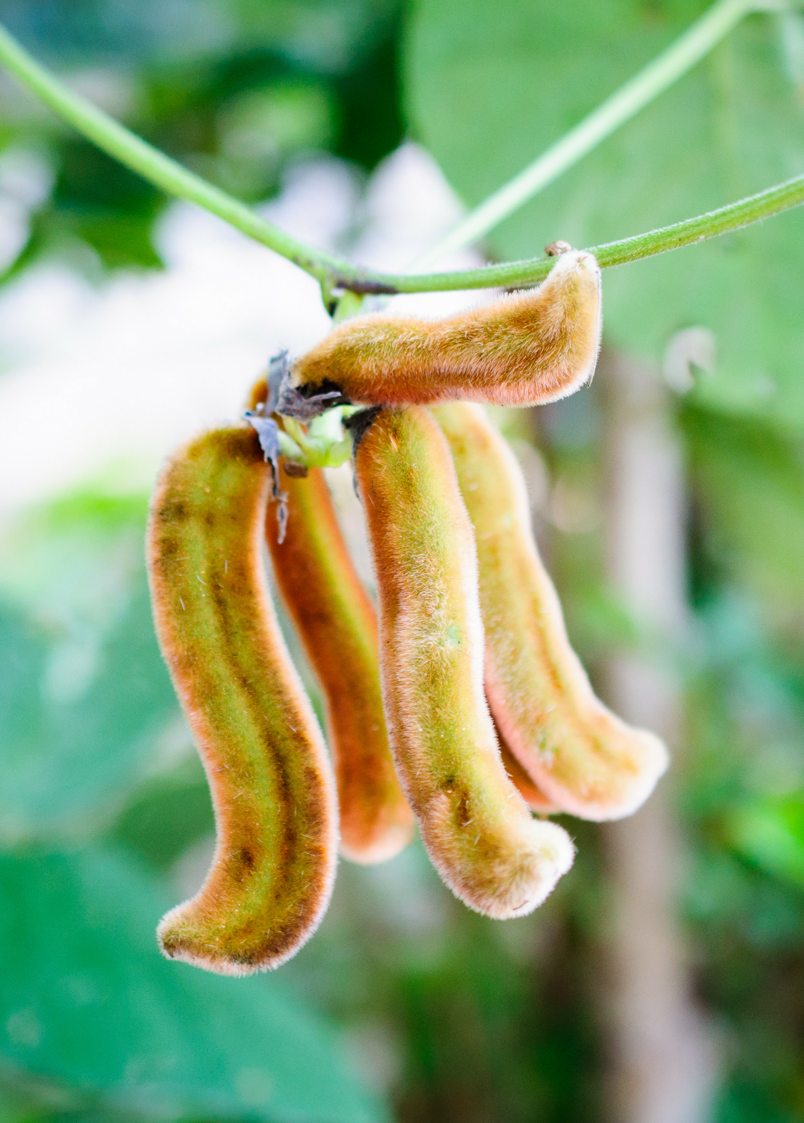 Velvet Bean herb (Mucuna pruriens) in a medium coconut coir pot, grown by Sow Exotic, with green foliage and healthy leaves.