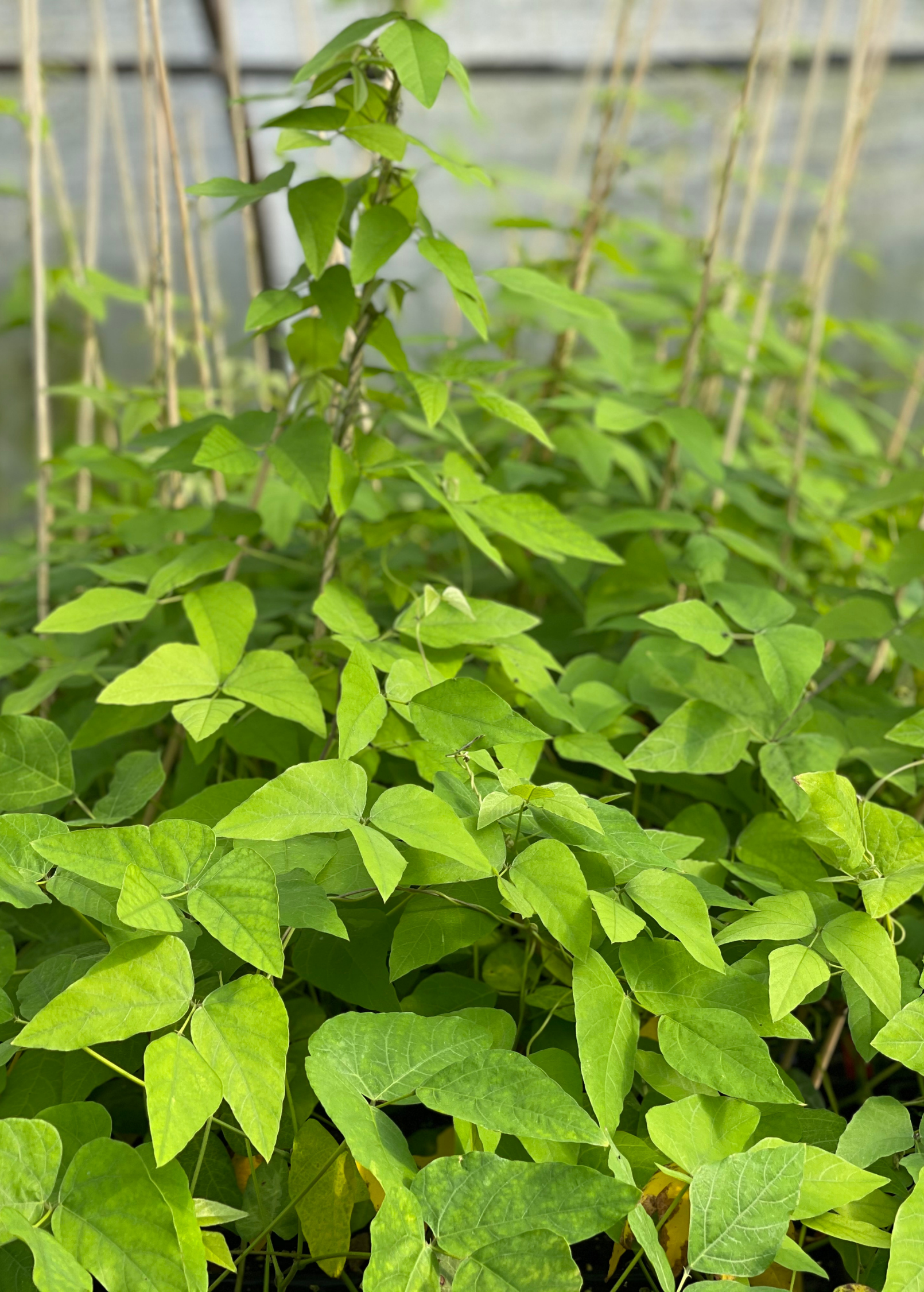 Velvet Bean herb (Mucuna pruriens) in a medium coconut coir pot, grown by Sow Exotic, with lush green foliage.