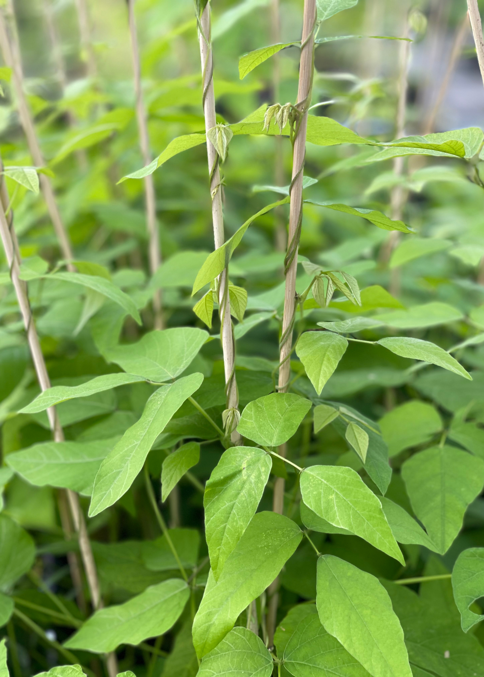 Velvet Bean (Mucuna pruriens) herb in a medium coconut coir pot, grown by Sow Exotic, with lush green foliage.