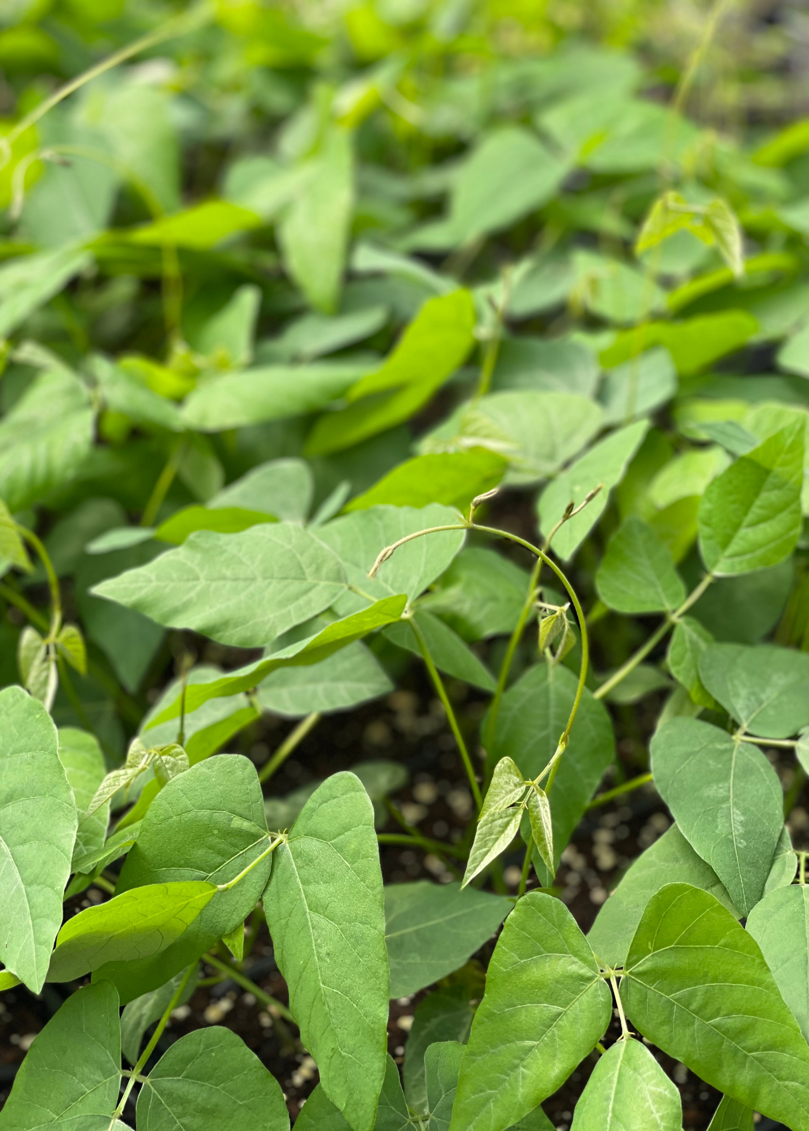 Velvet Bean herb (Mucuna pruriens) in a medium coconut coir pot, featuring lush green foliage.