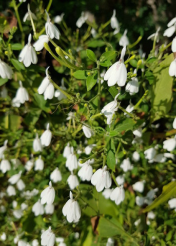 White Crane Flower herb in a coconut coir pot, with green leaves and delicate white blossoms, grown by Sow Exotic.