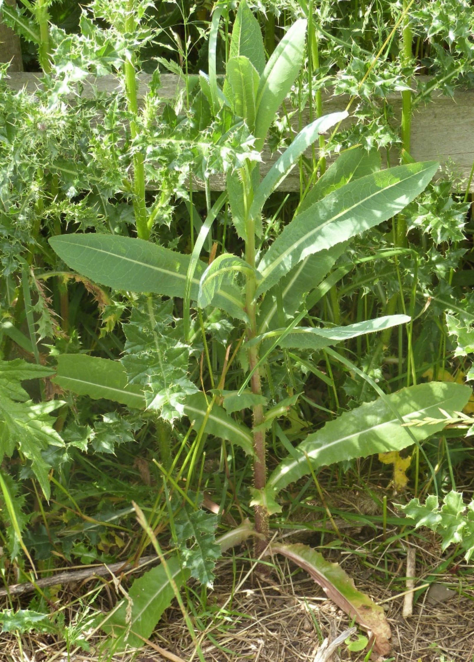 Wild Lettuce herb in a coconut coir pot, organic Sow Exotic Lactuca virosa plant, lush green leaves, healthy and vibrant.