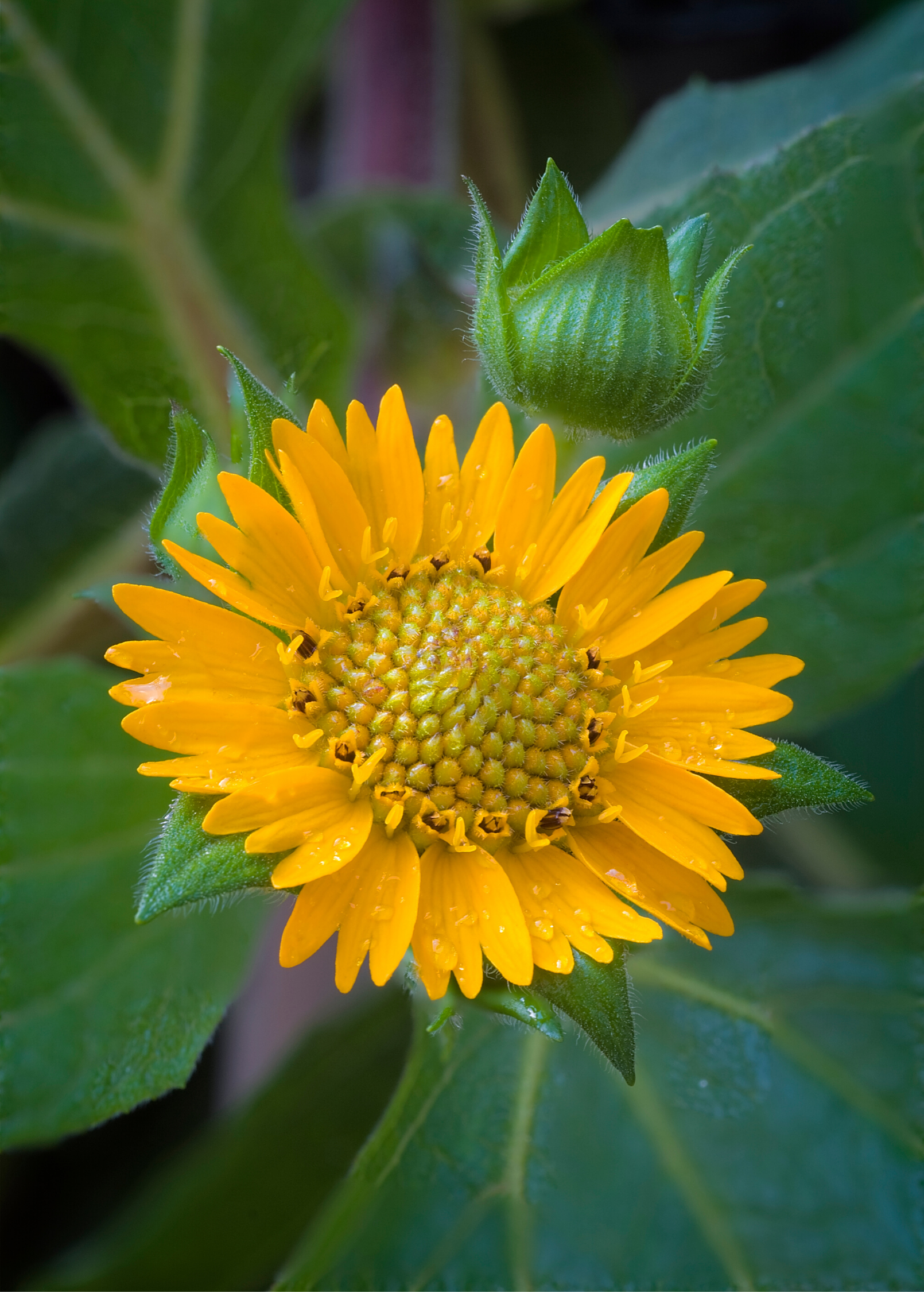 Yellow Earth Apple herb in coconut coir pot, showing green leaves and yellow-tinted stems, cultivated by Sow Exotic.