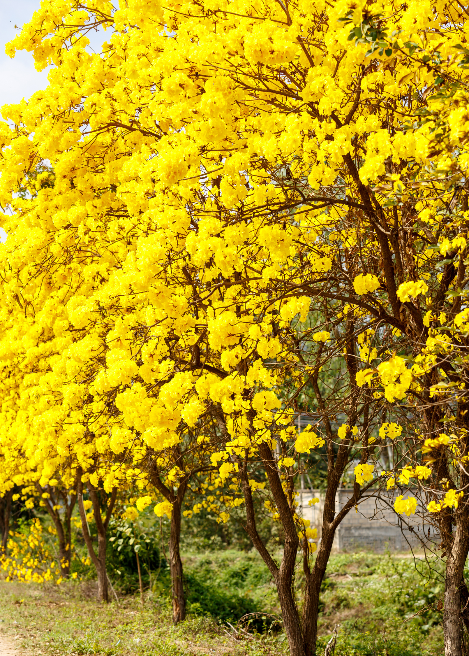 Yellow Tabebuia herb in a coconut coir pot, showcasing vibrant yellow flowers and green foliage.