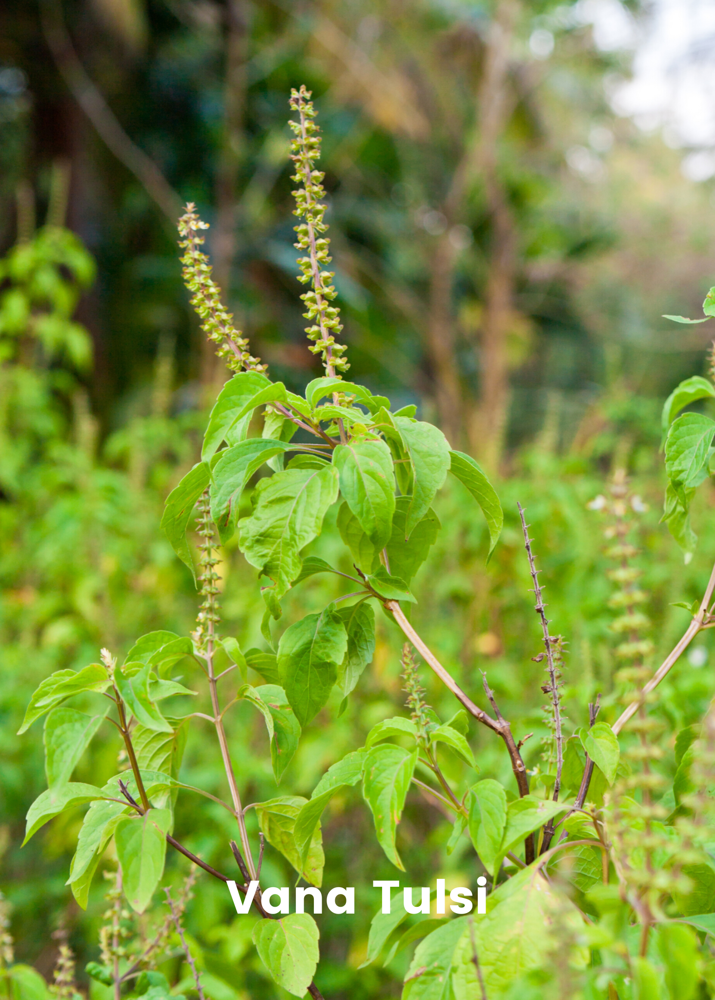 Adaptogen herb bundle in coconut coir pots featuring Gotu Kola, Skullcap, Ashwagandha, and Tulsi by Sow Exotic.