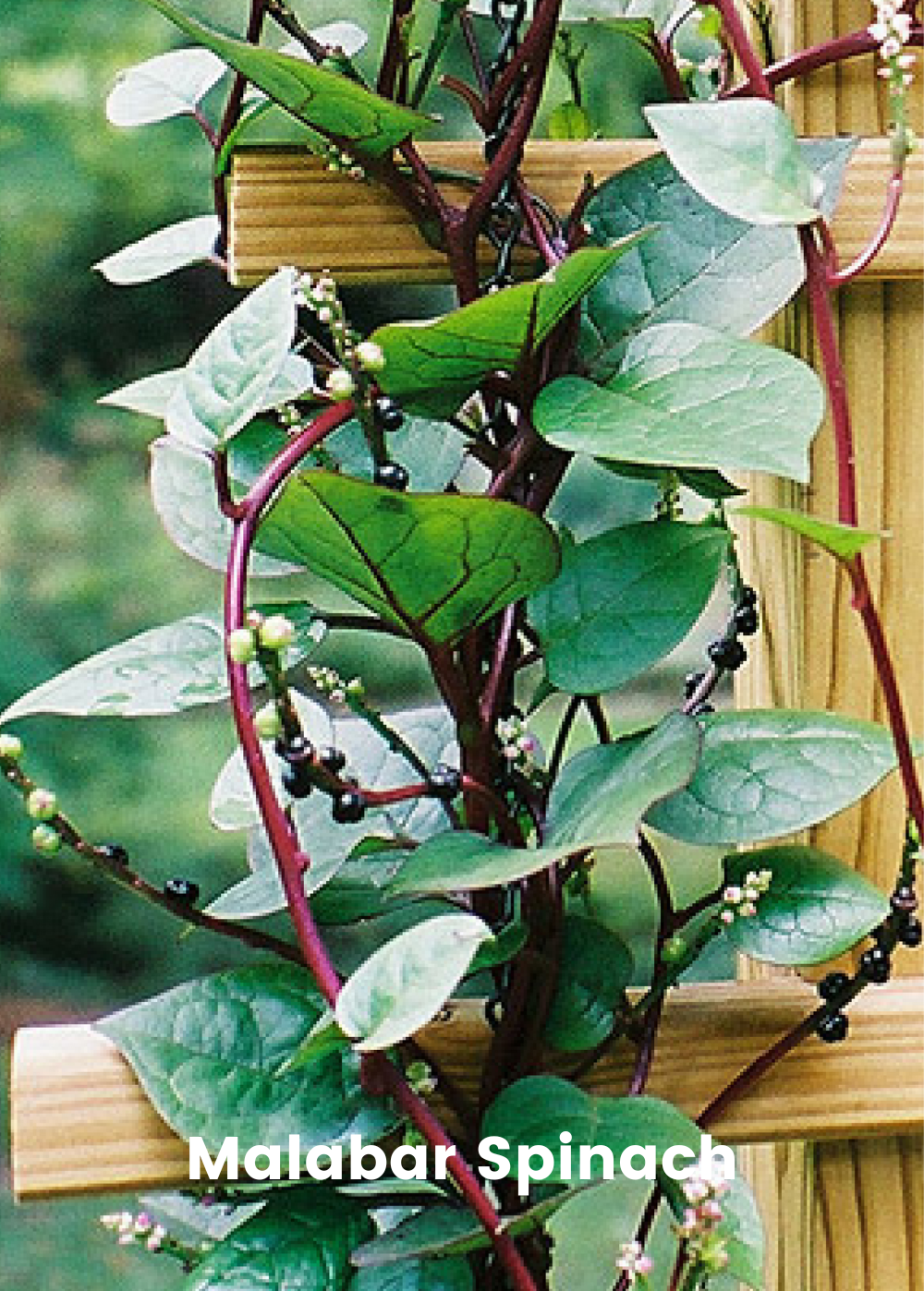 Summer Greens Bundle herb from Sow Exotic featuring Malabar Spinach, Molokhia, Longevity Spinach, and Lagos Spinach in coconut coir pots.