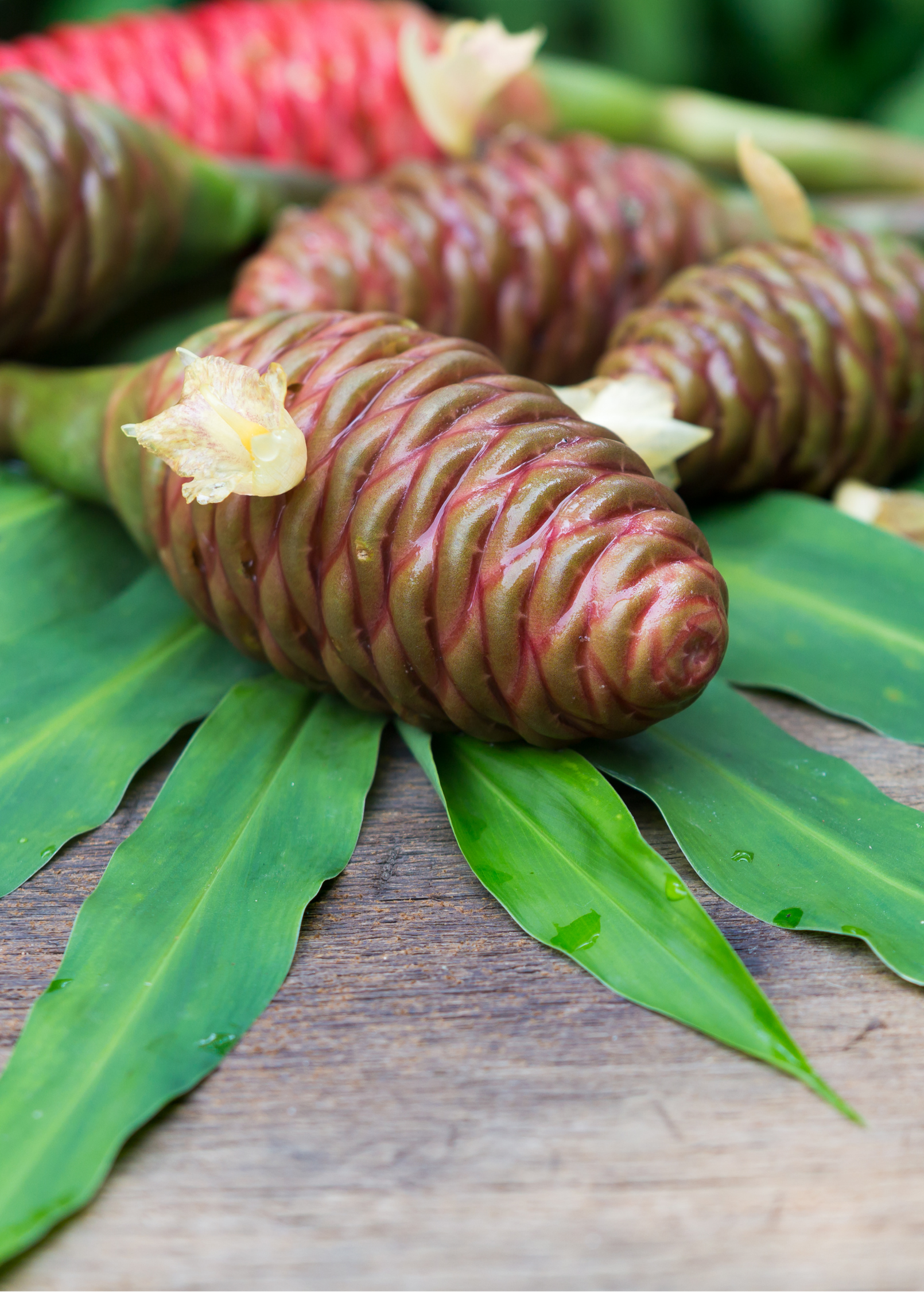 Set of two bare root Awapuhi Ginger herb plants by Sow Exotic, featuring green rhizomes and leafy stems.