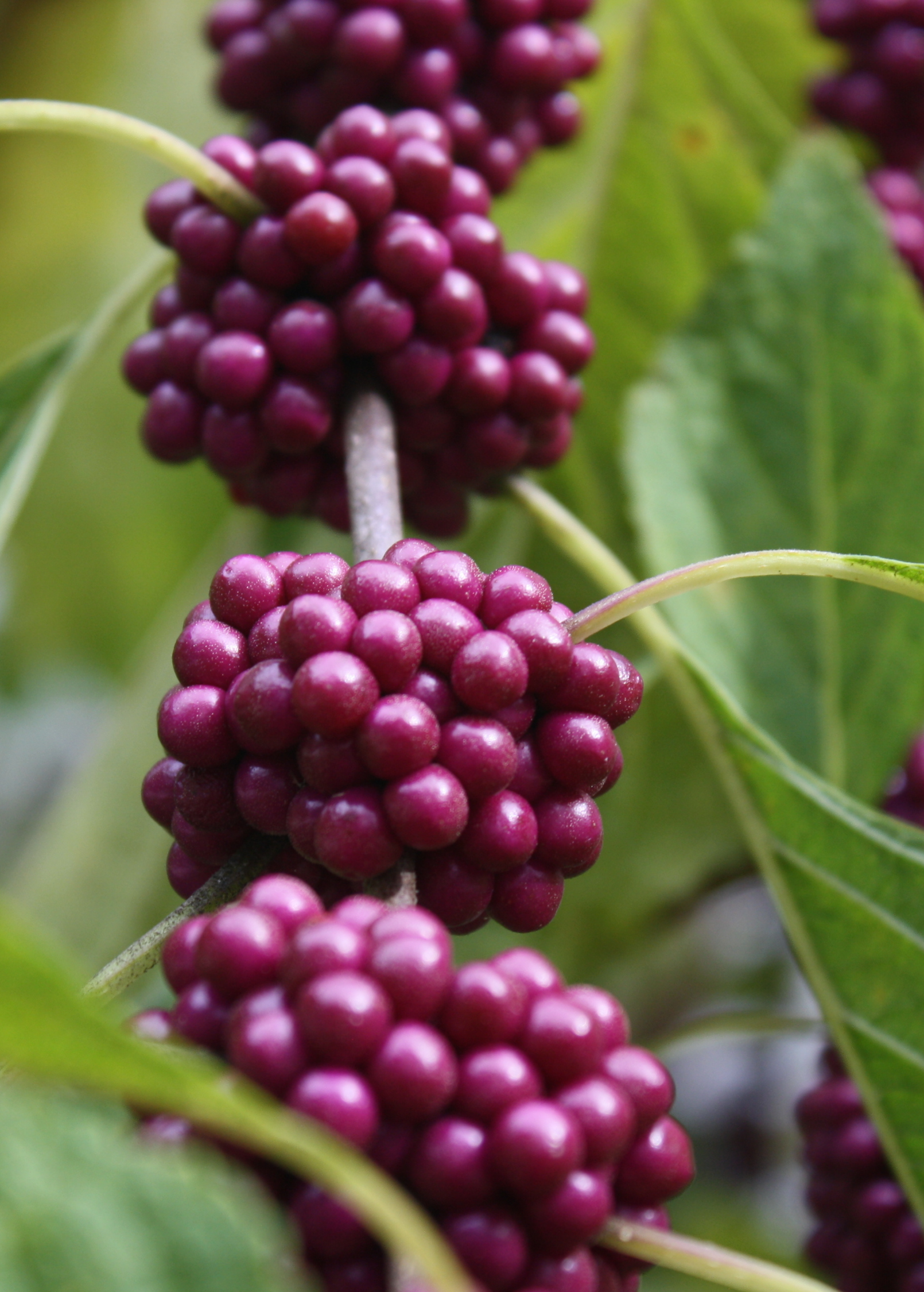 Two small peat pots with Sow Exotic Beautyberry (Callicarpa americana) herb, showcasing vibrant green foliage.
