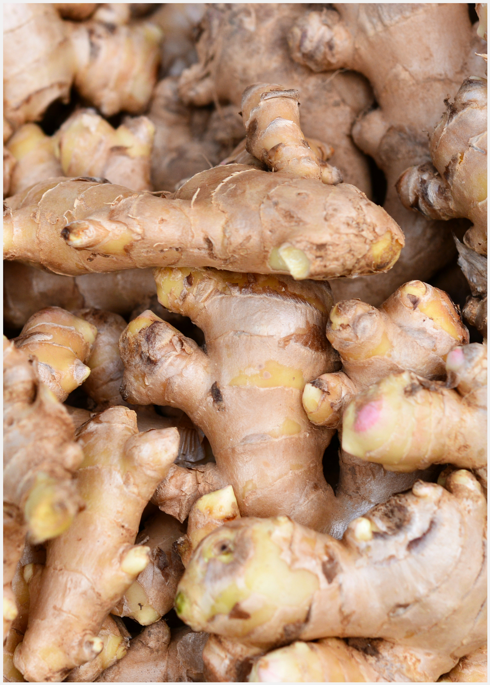 Yellow ginger herb in small peat pots, Sow Exotic brand, showcasing fresh, vibrant yellow ginger rhizomes and green foliage.