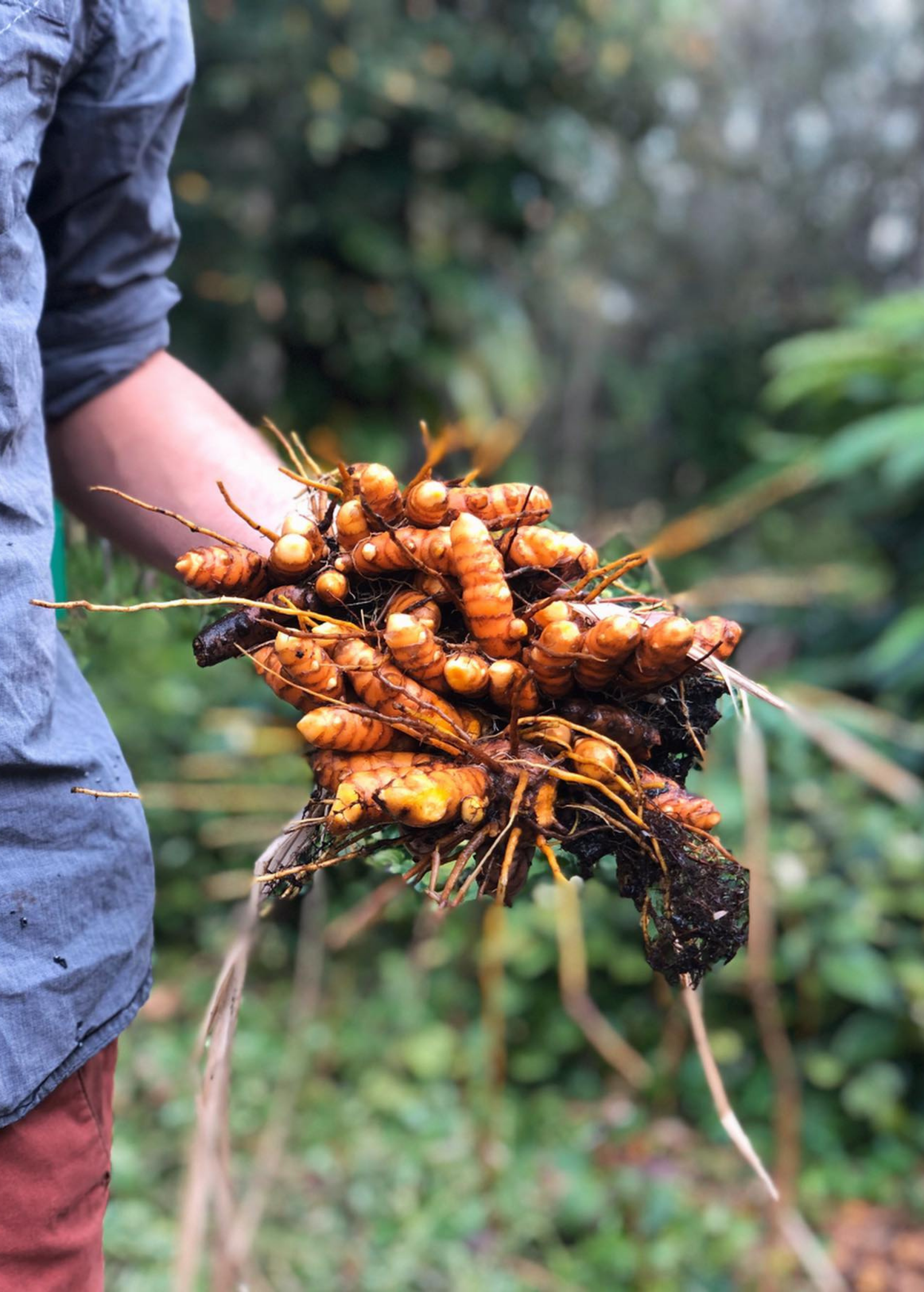 Two small peat pot herbs of turmeric orange (Curcuma longa) from Sow Exotic, showcasing vibrant orange-tinted leaves.
