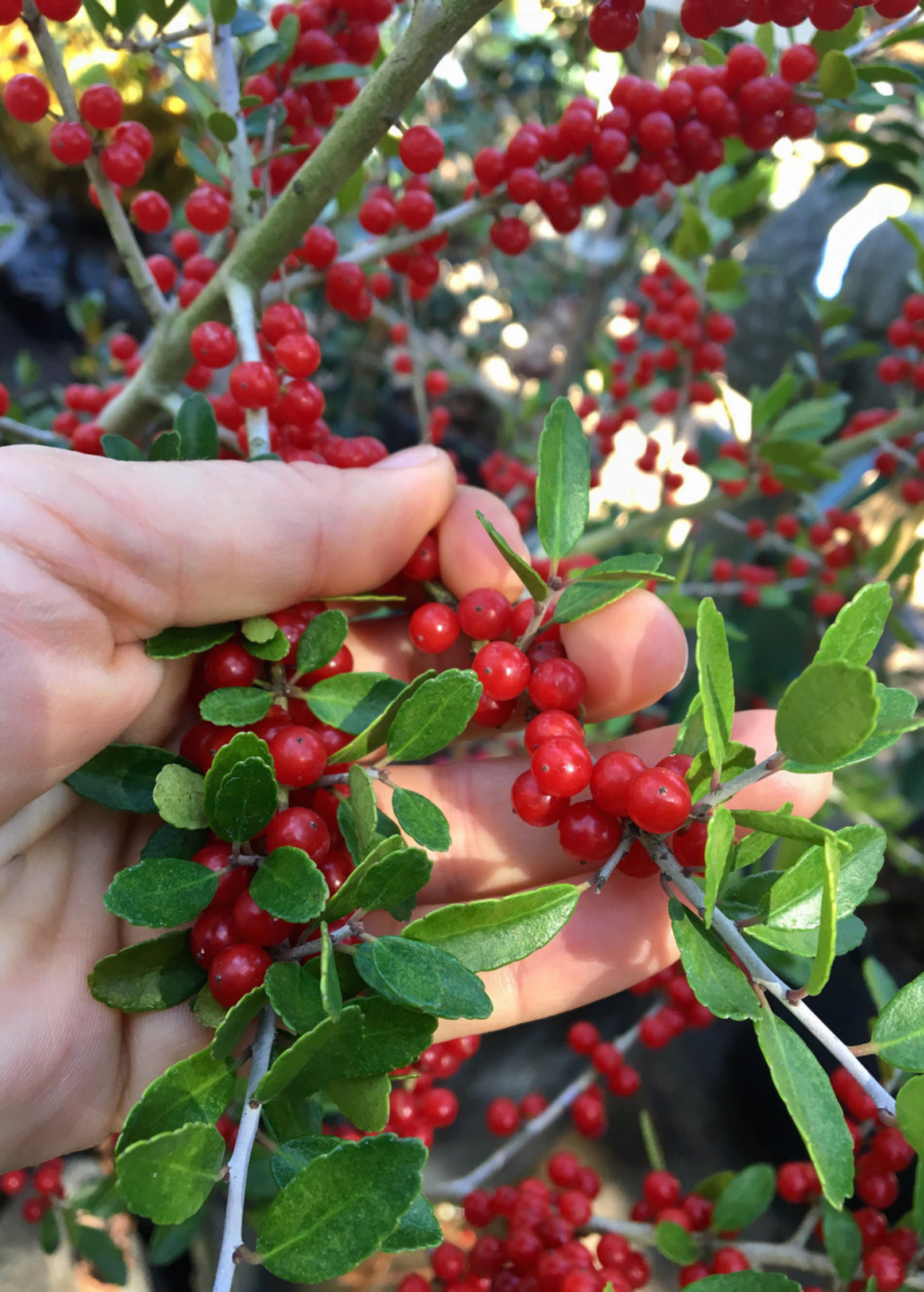 Florida native tea duo herb set featuring Yaupon Holly and Florida Native Tea Bush in large nursery pots by Sow Exotic.