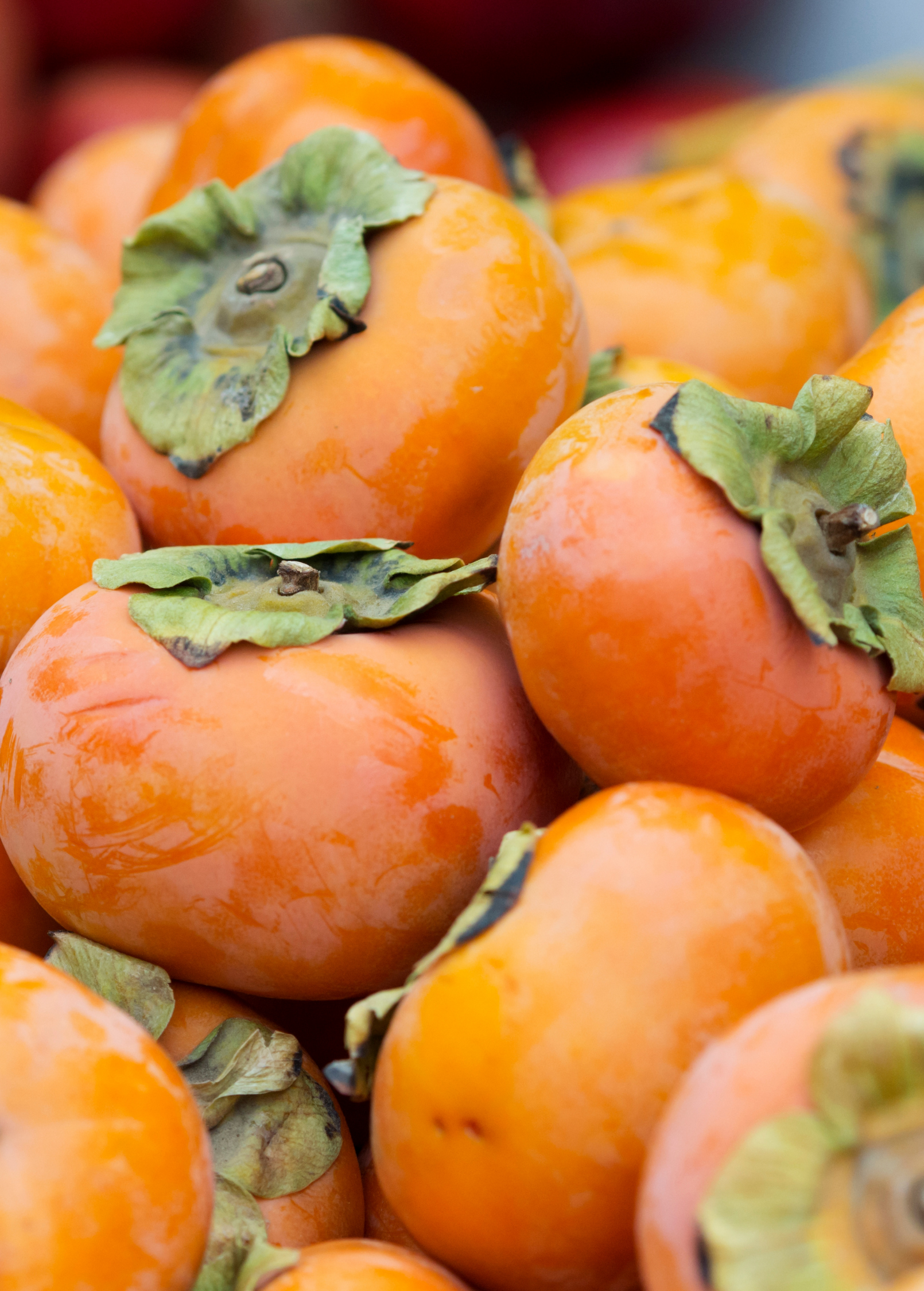 Bare-root Persimmon 'Fuyu' tropical fruit tree by Sow Exotic, showcasing lush green foliage and sturdy branches.