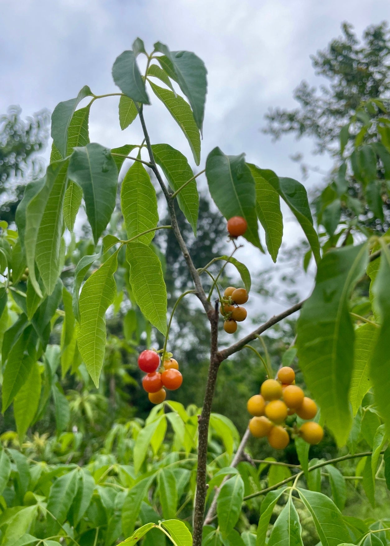 Young Chal Chal (Allophylus edulis) tropical fruit tree from Sow Exotic with lush green leaves and small fruit.
