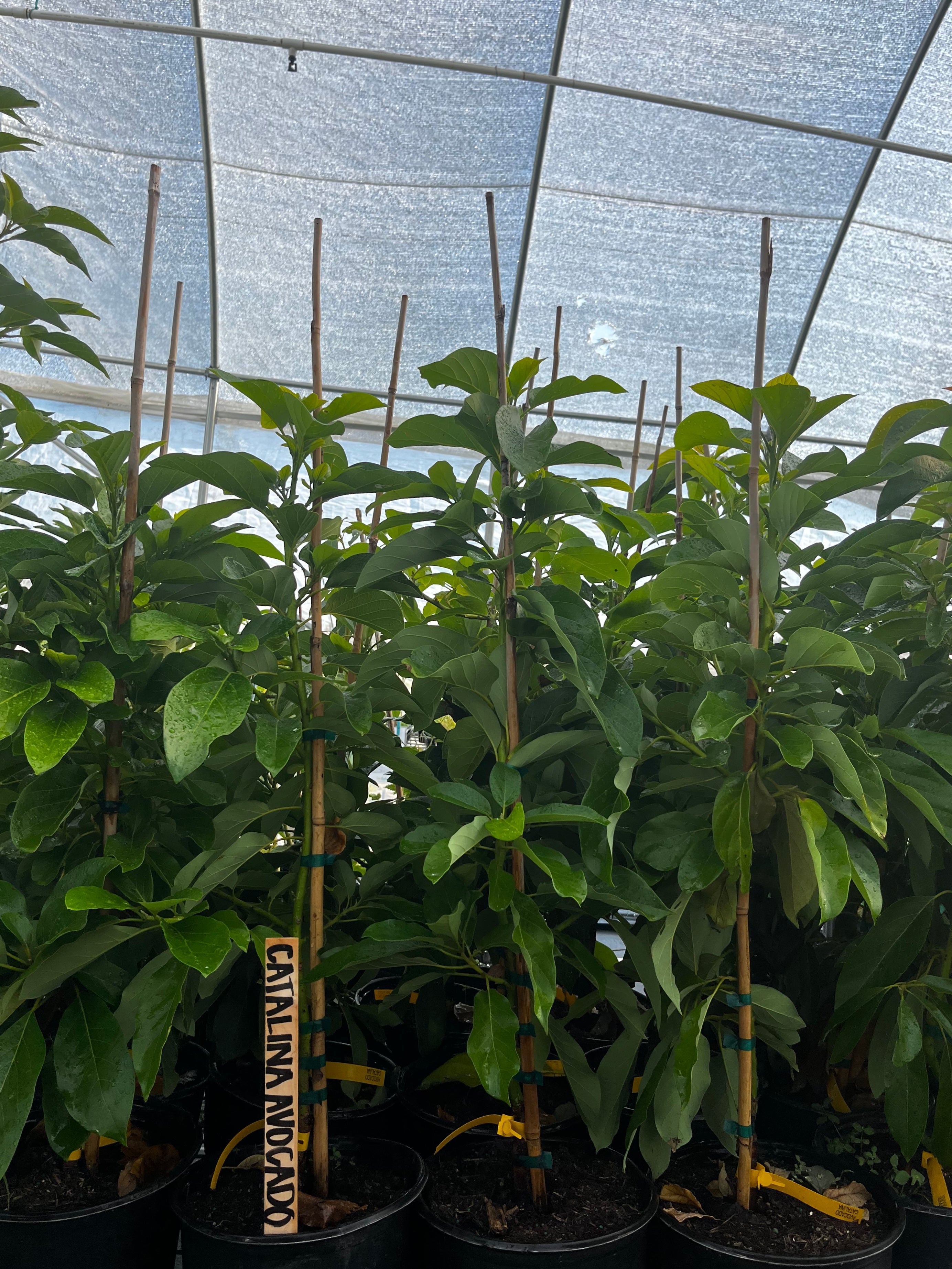 Large avocado 'Catalina' tree in coconut coir pot by Sow Exotic, showcasing lush green foliage and healthy tropical growth.