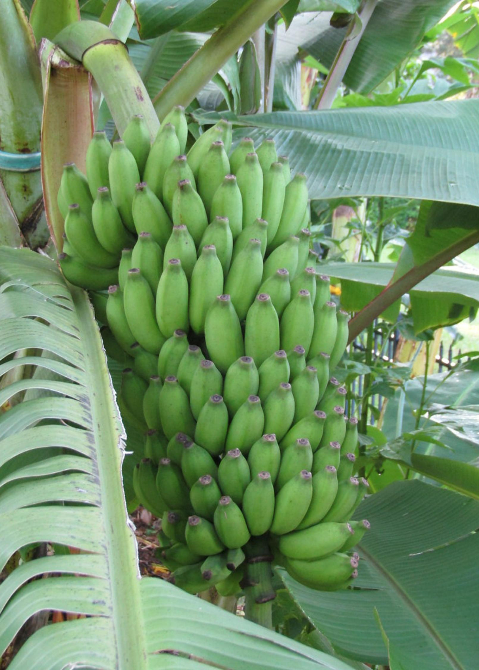 Large Sow Exotic Banana Pisang Ceylon tropical fruit tree in a coconut coir pot, showcasing lush green leaves and healthy growth.