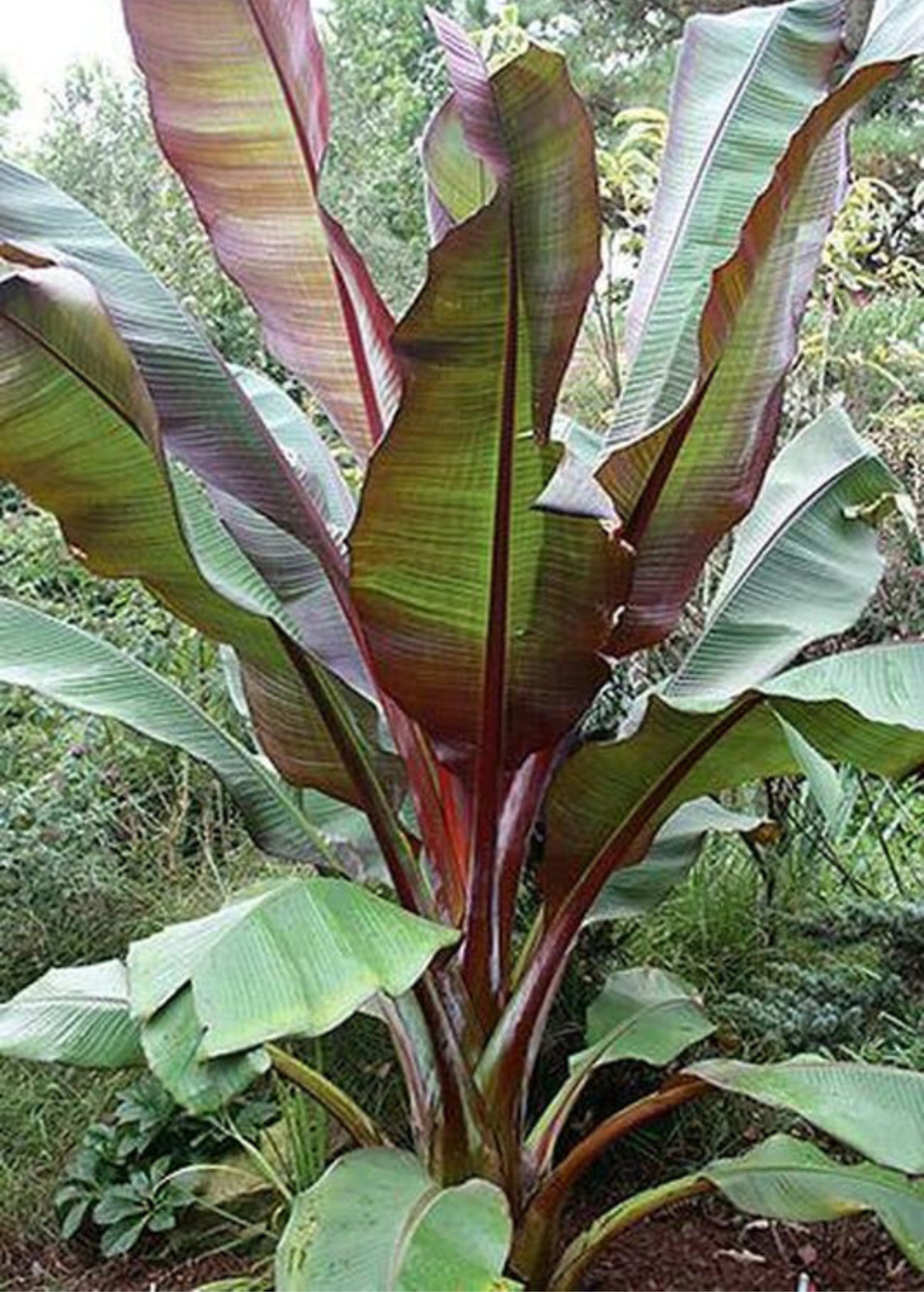 Large banana Siam Ruby tropical fruit tree in coconut coir pot, showcasing lush green foliage and healthy growth.