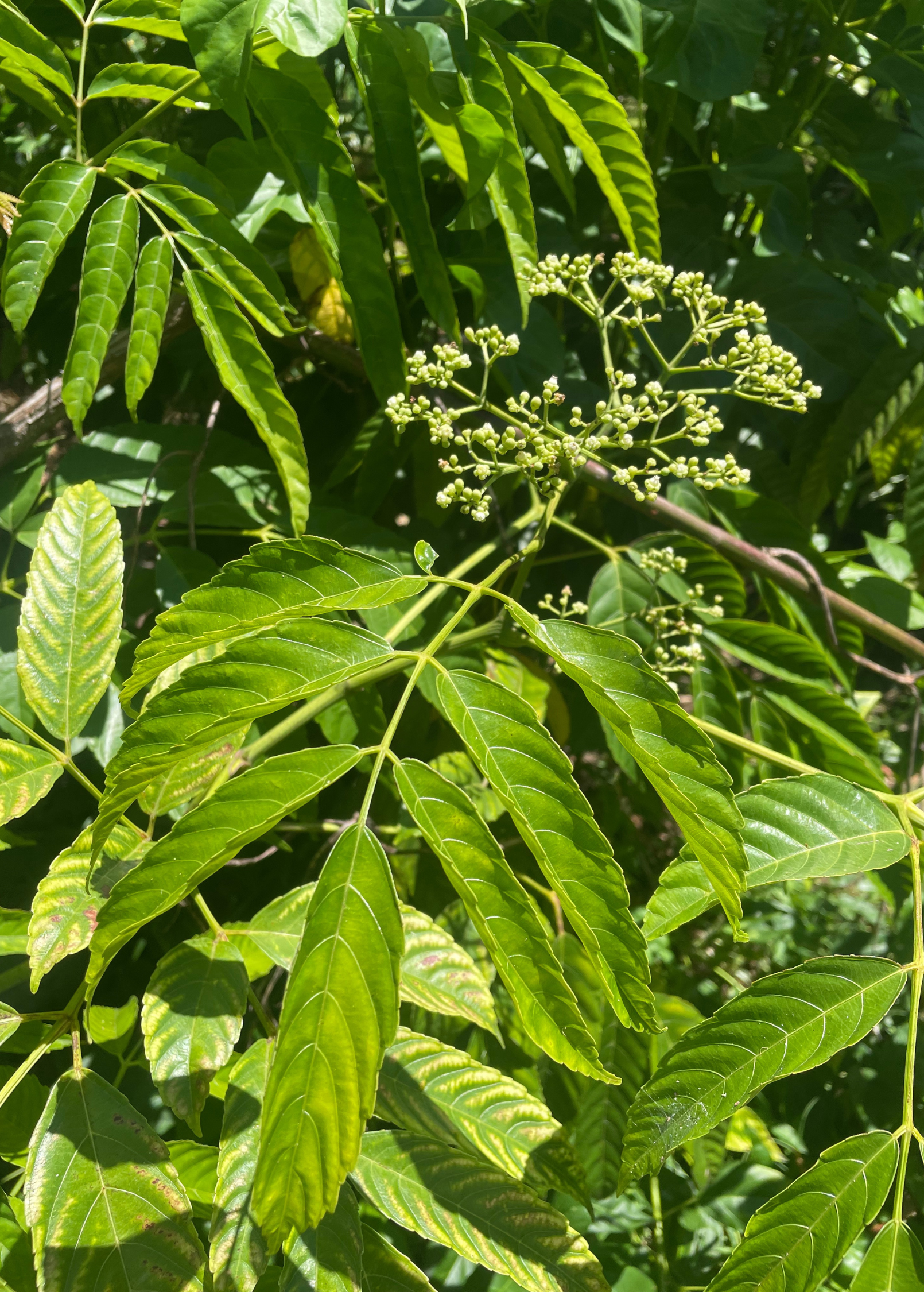 Tropical Bandicoot Berry (Leea indica) tree in a large coconut coir pot, showcasing lush green foliage and vibrant berries.