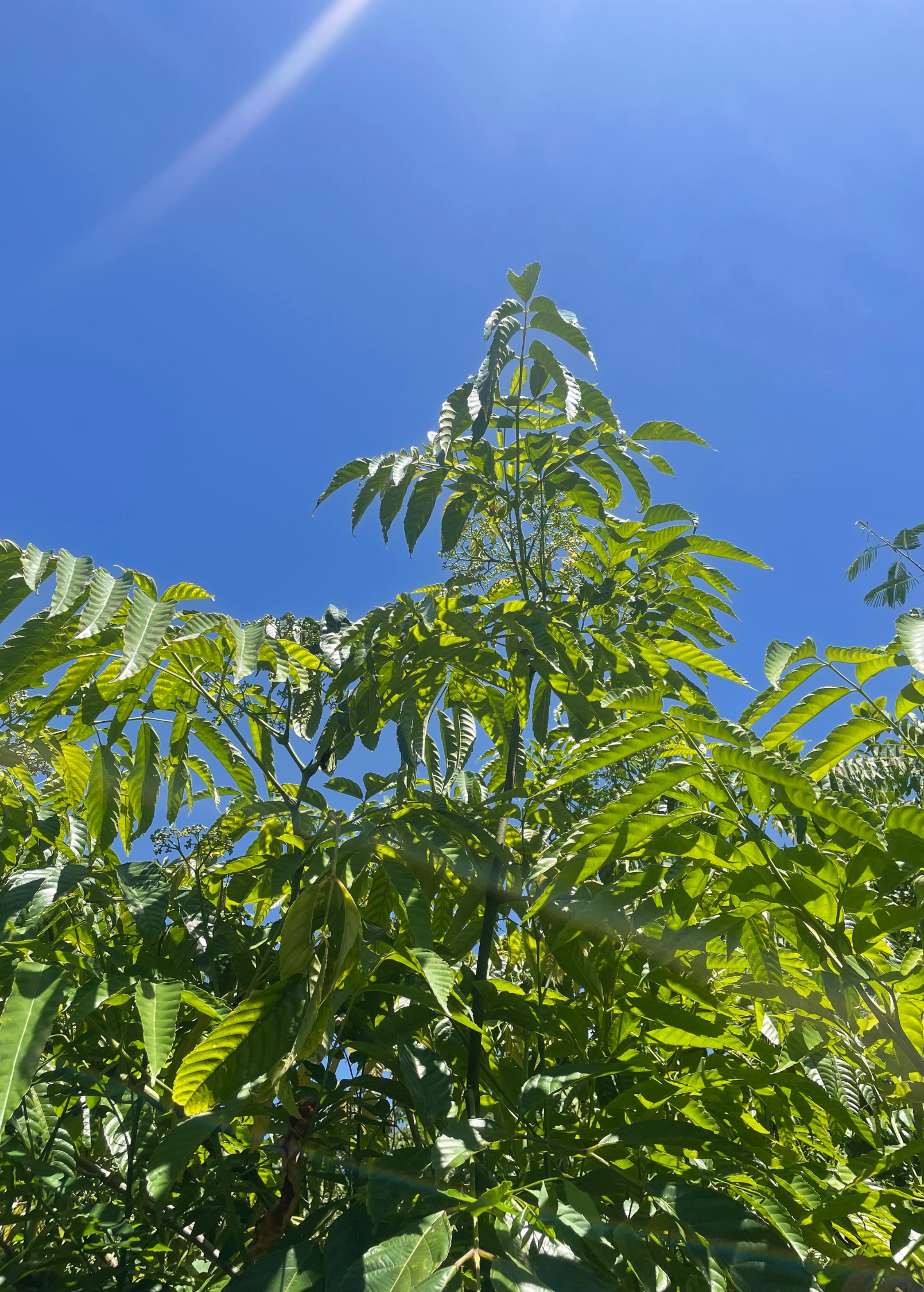 Tropical Bandicoot Berry (Leea indica) tree in a coconut coir pot by Sow Exotic, showcasing lush green foliage and compact size.
