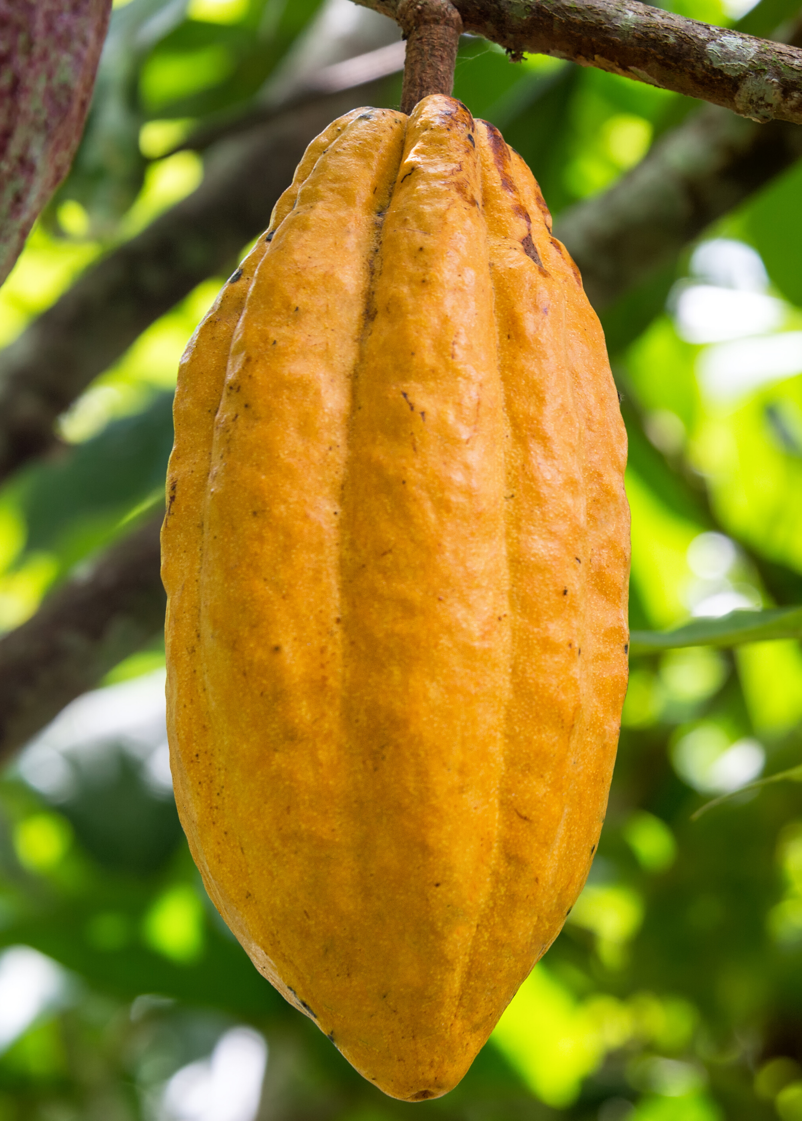Yellow cacao Theobroma cacao tropical fruit tree in large coconut coir pot, lush green leaves, healthy growth.