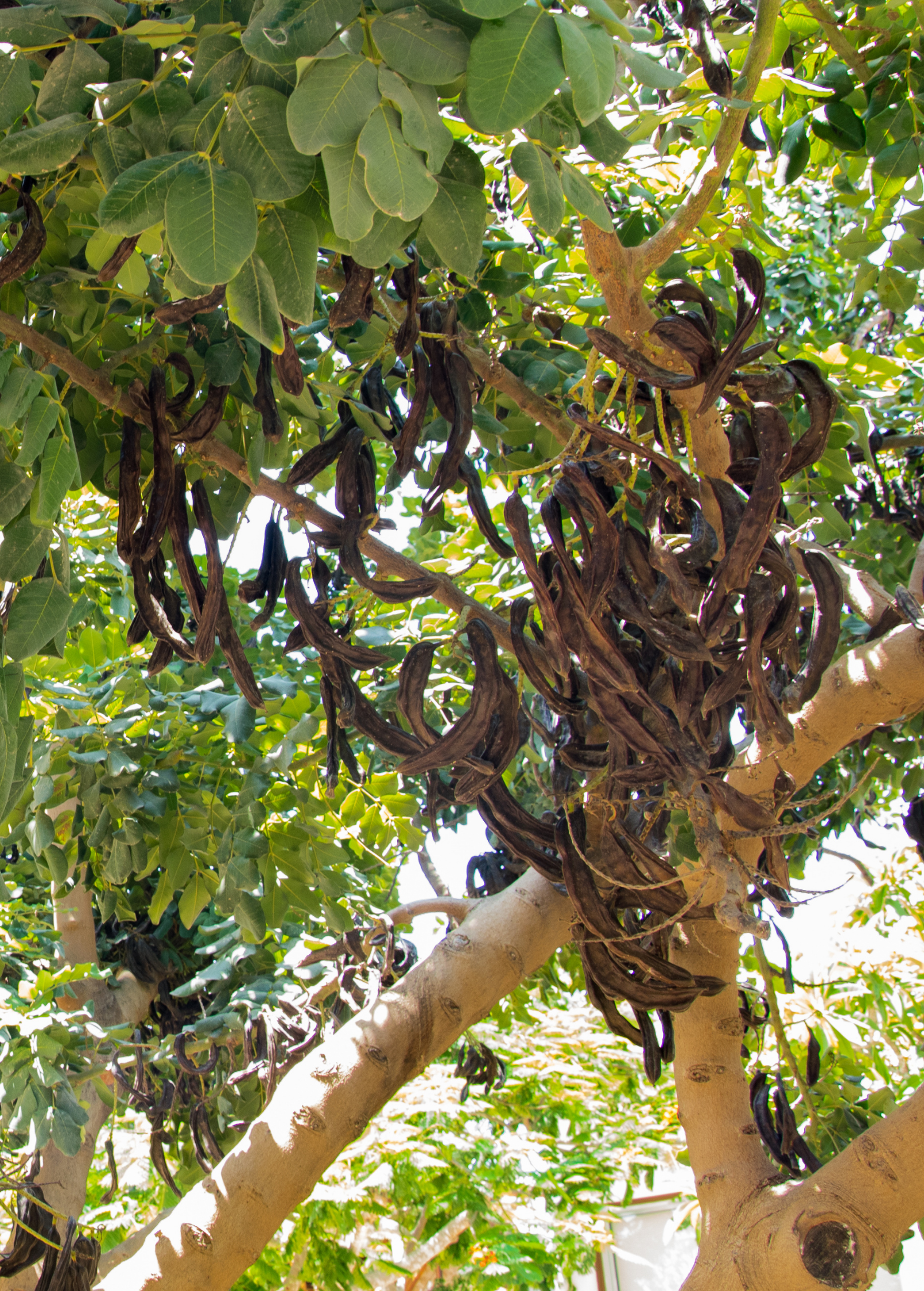 Large Carob tree in coconut coir pot, tropical fruit tree by Sow Exotic with lush green foliage and sturdy trunk.