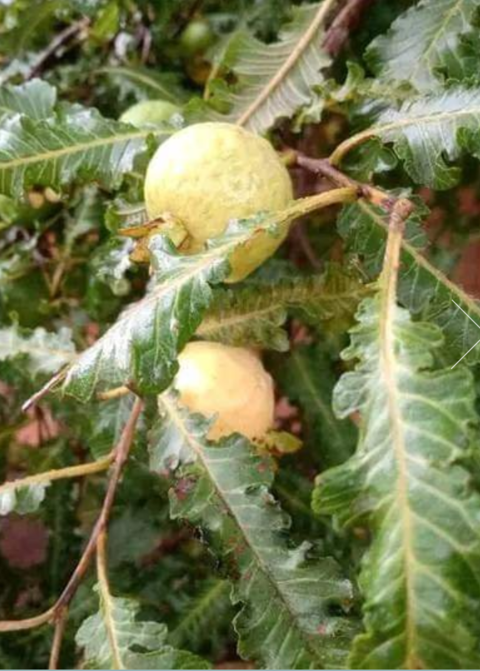 Feather Leaf Guava tropical fruit tree in large coconut coir pot, featuring lush green foliage and feathered leaf pattern.