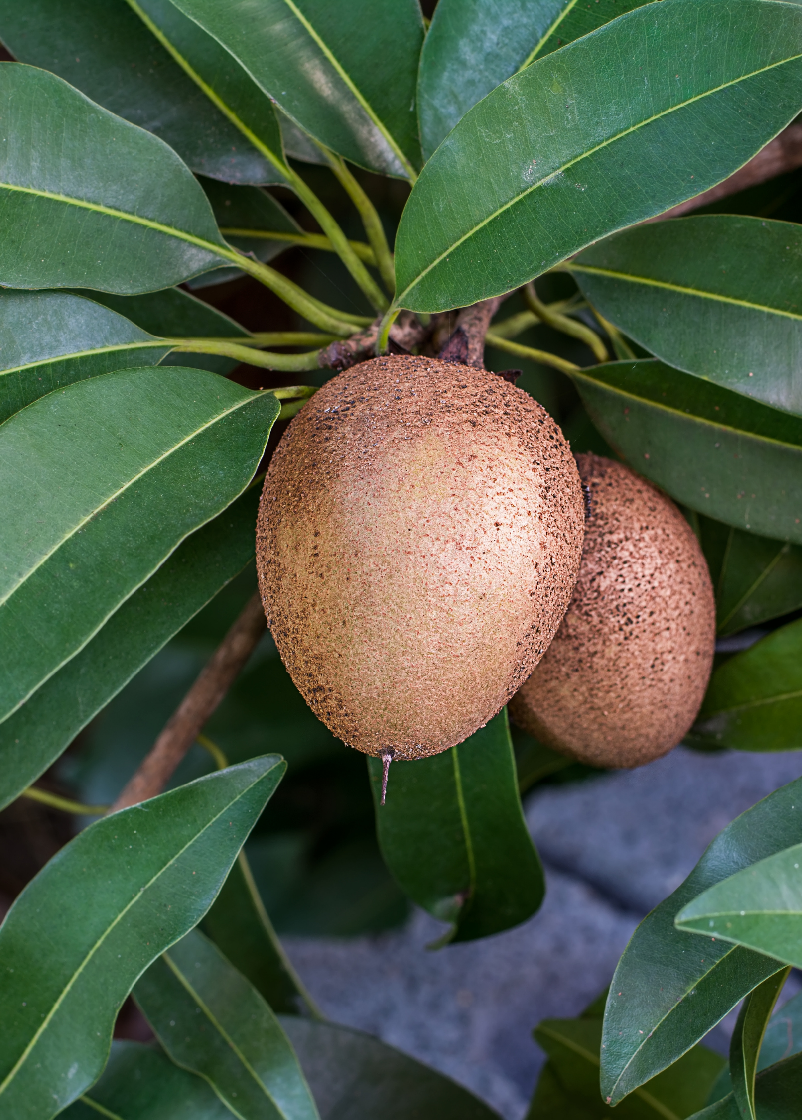 Large grafted Sapodilla 'Silas Wood' tropical fruit tree in coconut coir pot, grown by Sow Exotic, with lush green foliage.