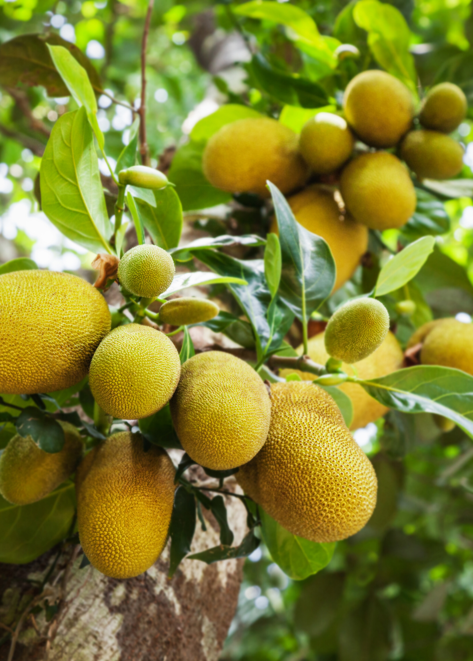 Large tropical fruit tree in coconut coir pot, featuring a Jackfruit 'Golden Nugget' (Artocarpus heterophyllus) from Sow Exotic.