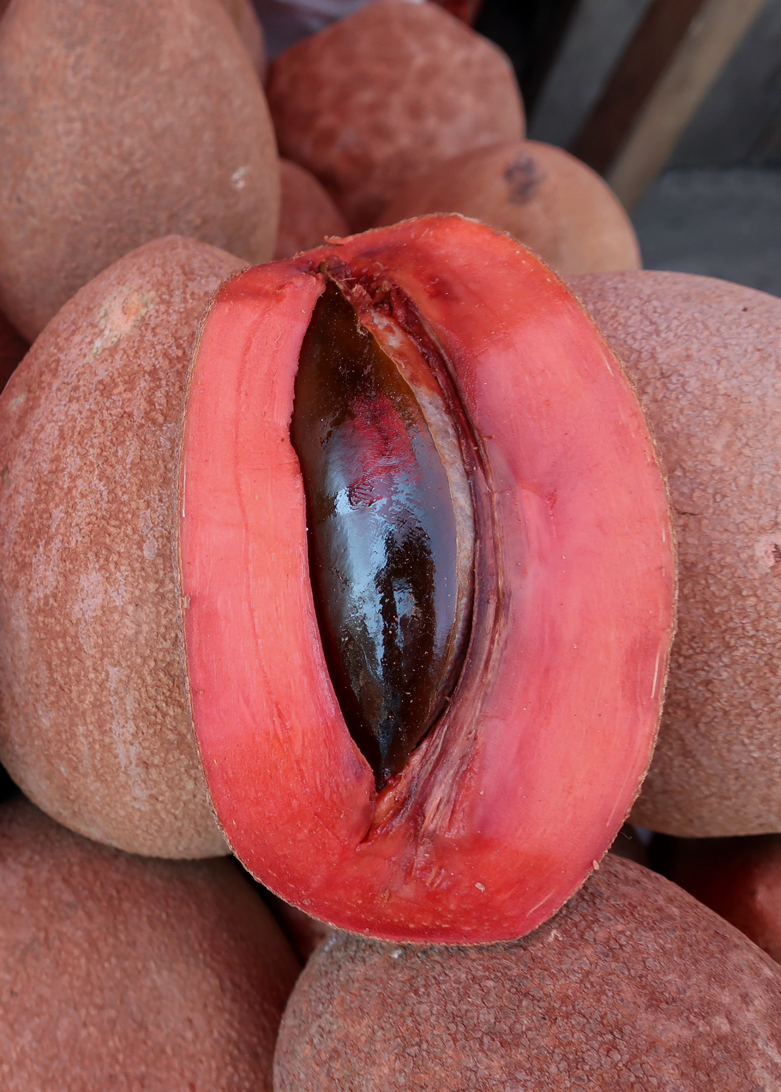 Large potted Mamey Sapote 'Magana' tropical fruit tree by Sow Exotic in a coconut coir pot, showcasing lush green foliage.