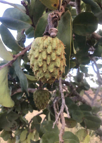 Large Sow Exotic Mountain Soursop (Annona Montana) tropical fruit tree in coconut coir pot, showcasing lush green foliage.