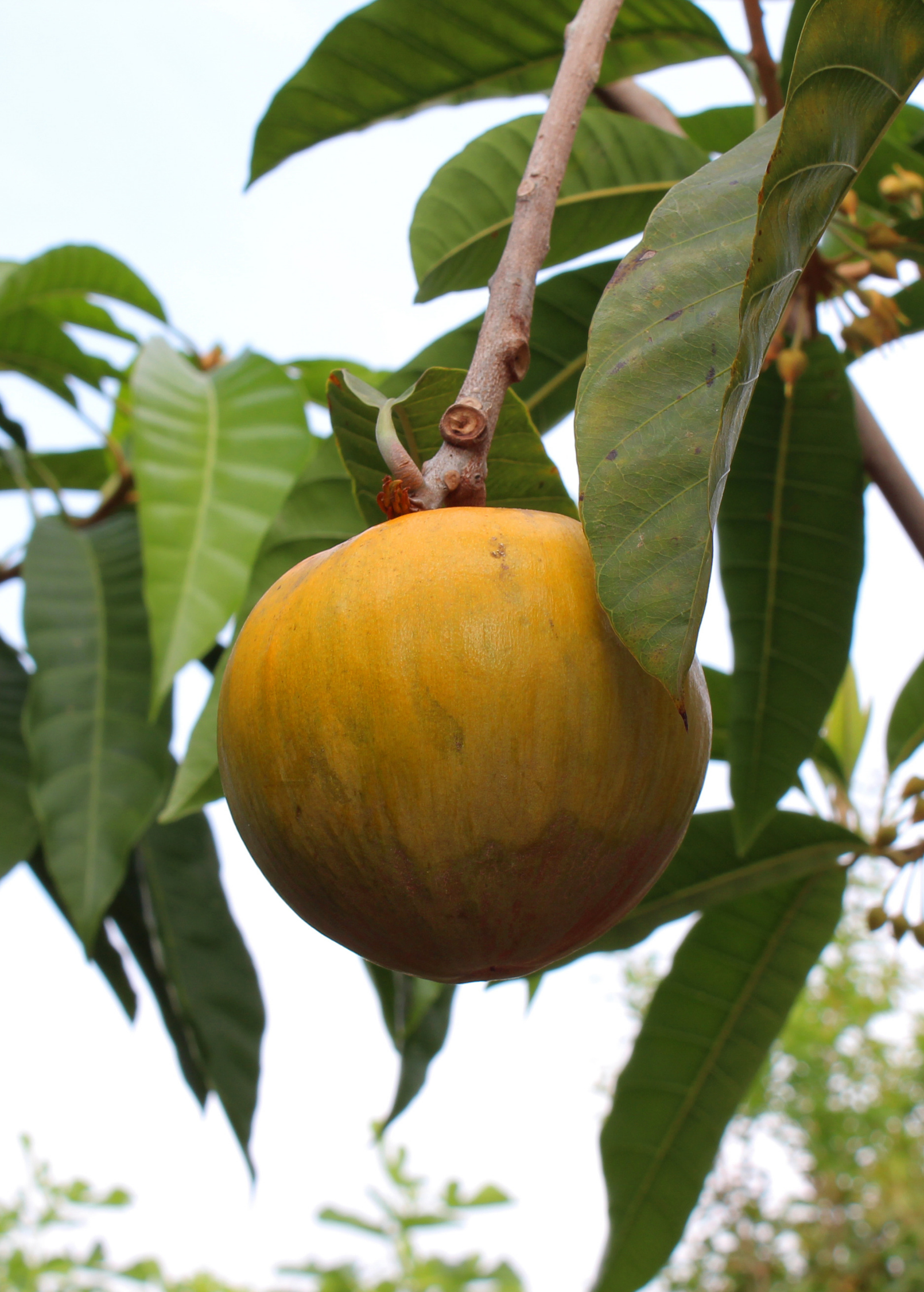 Large Sow Exotic Ross Sapote tropical fruit tree in coconut coir pot, showcasing lush green foliage and healthy growth.