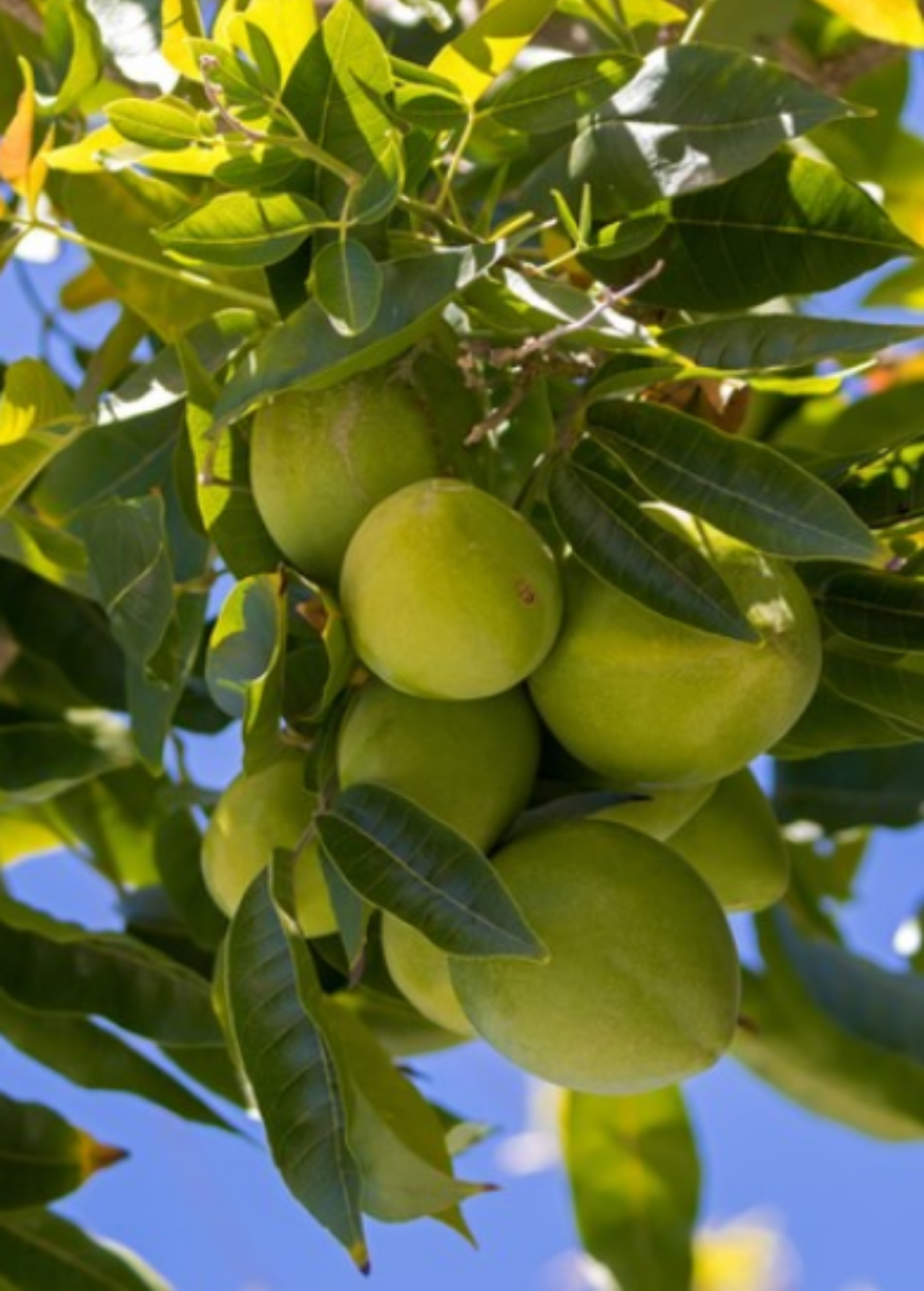 White Sapote seedling from Sow Exotic, a tropical fruit tree in a large coconut coir pot with lush green foliage.