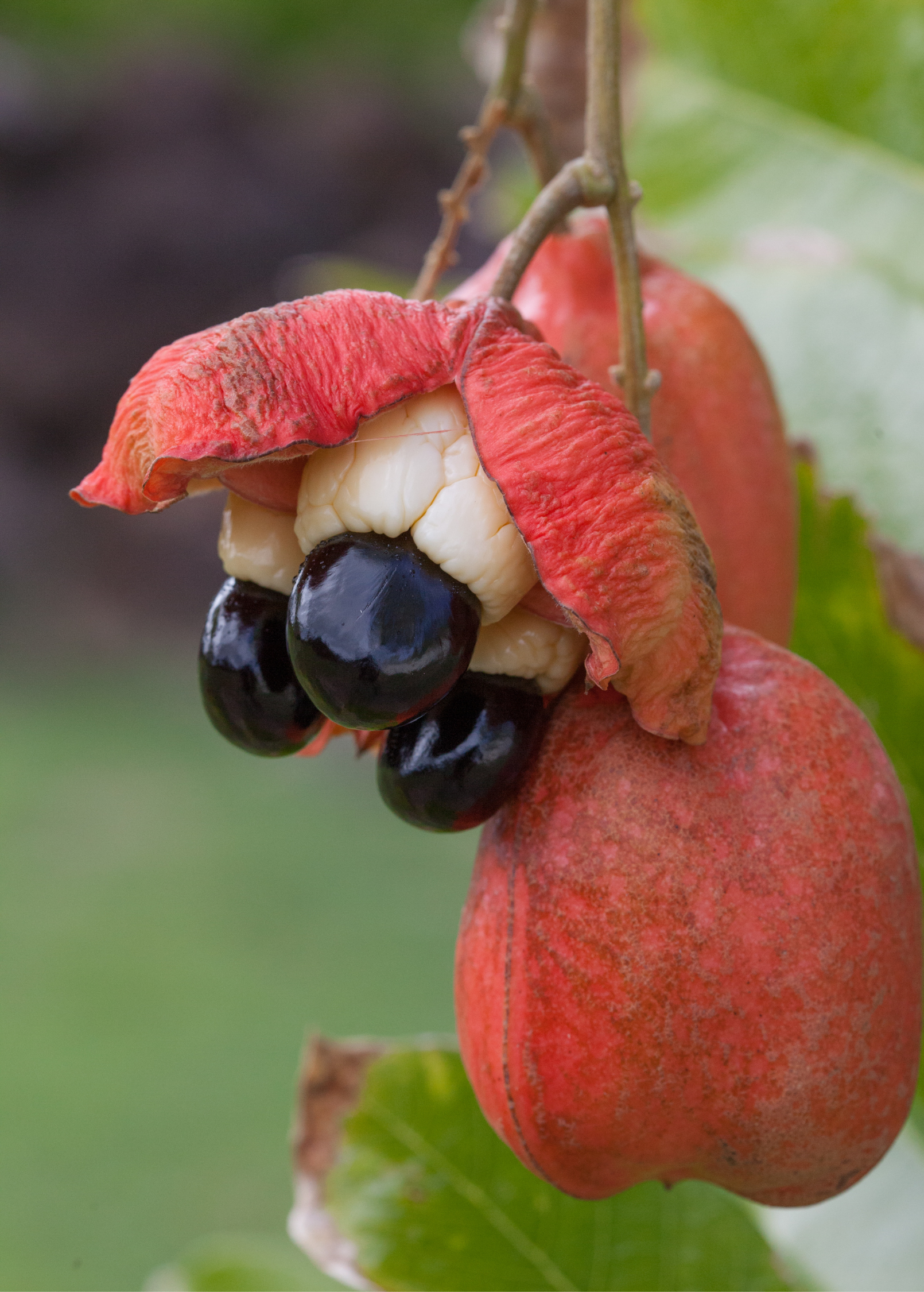 Ackee tropical fruit tree in a coconut coir pot, showcasing lush green leaves and healthy growth.