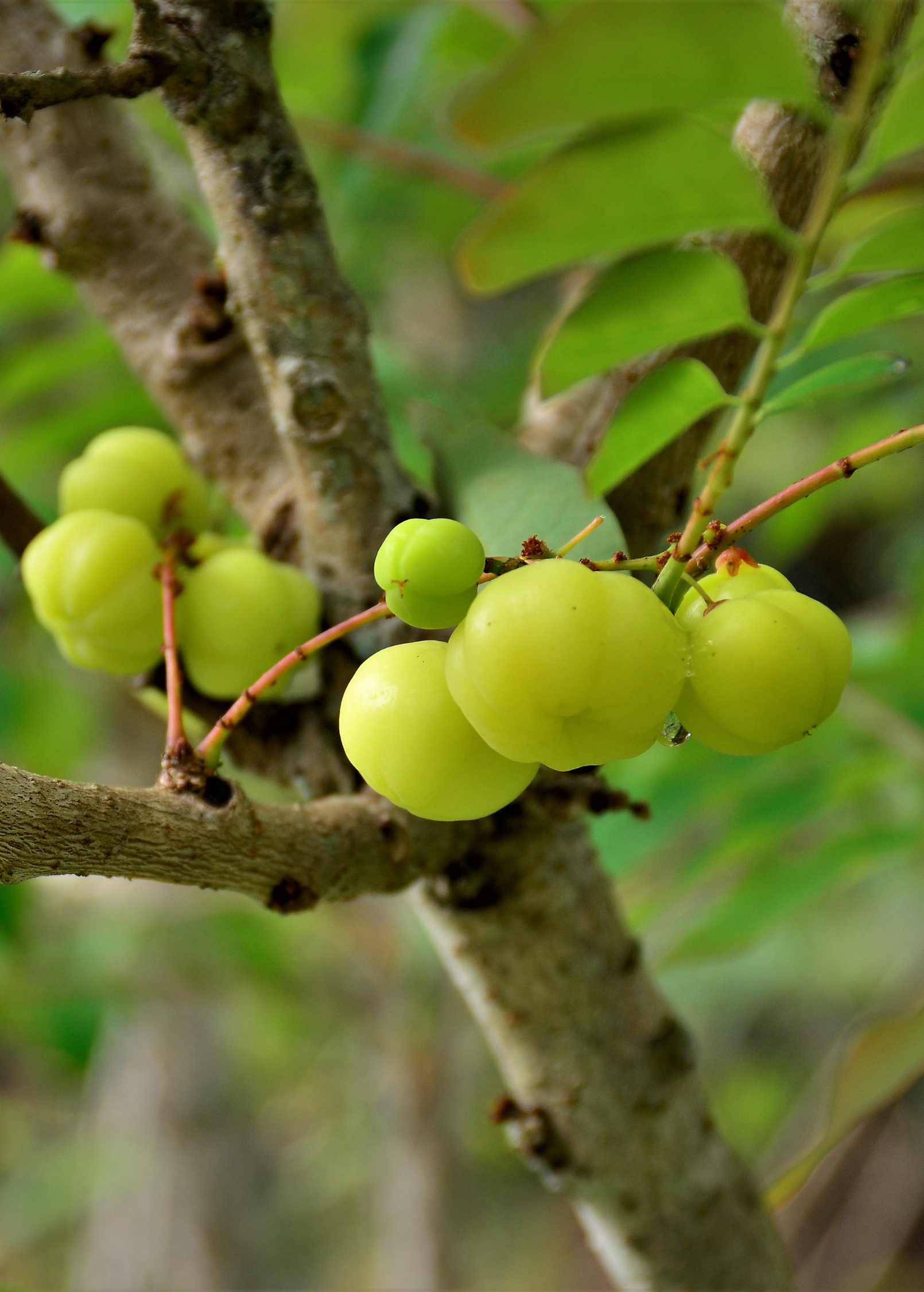 Amla Indian Gooseberry tropical fruit tree in a coconut coir pot, healthy green foliage, cultivated by Sow Exotic.