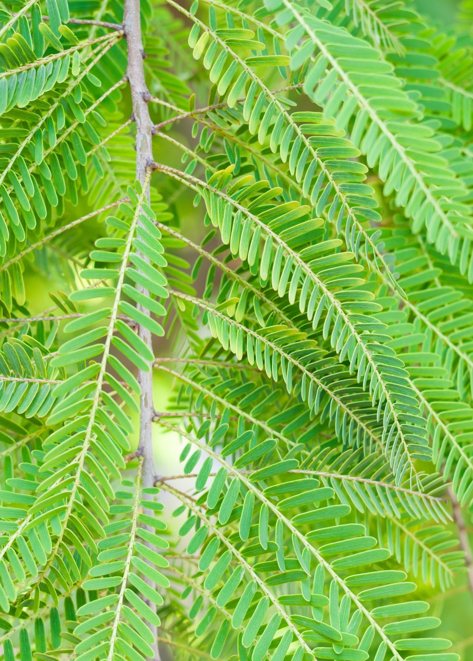 Indian Gooseberry (Amla) tropical fruit tree in a coconut coir pot by Sow Exotic, showcasing lush green foliage and healthy growth.
