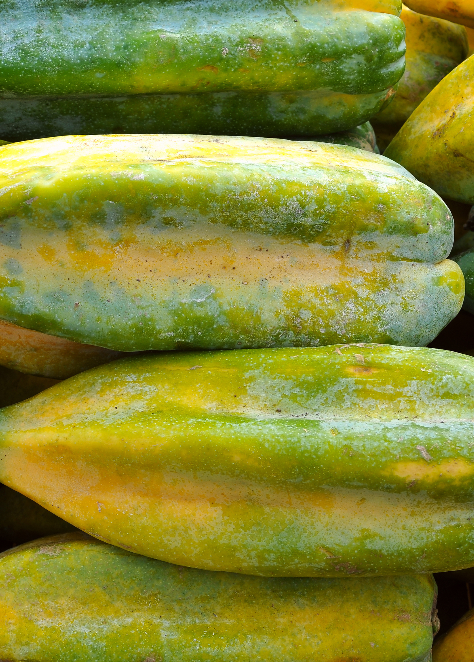 Baby Mountain Papaya (Carica pentagona) tropical fruit tree in coconut coir pot by Sow Exotic, healthy and lush plant.