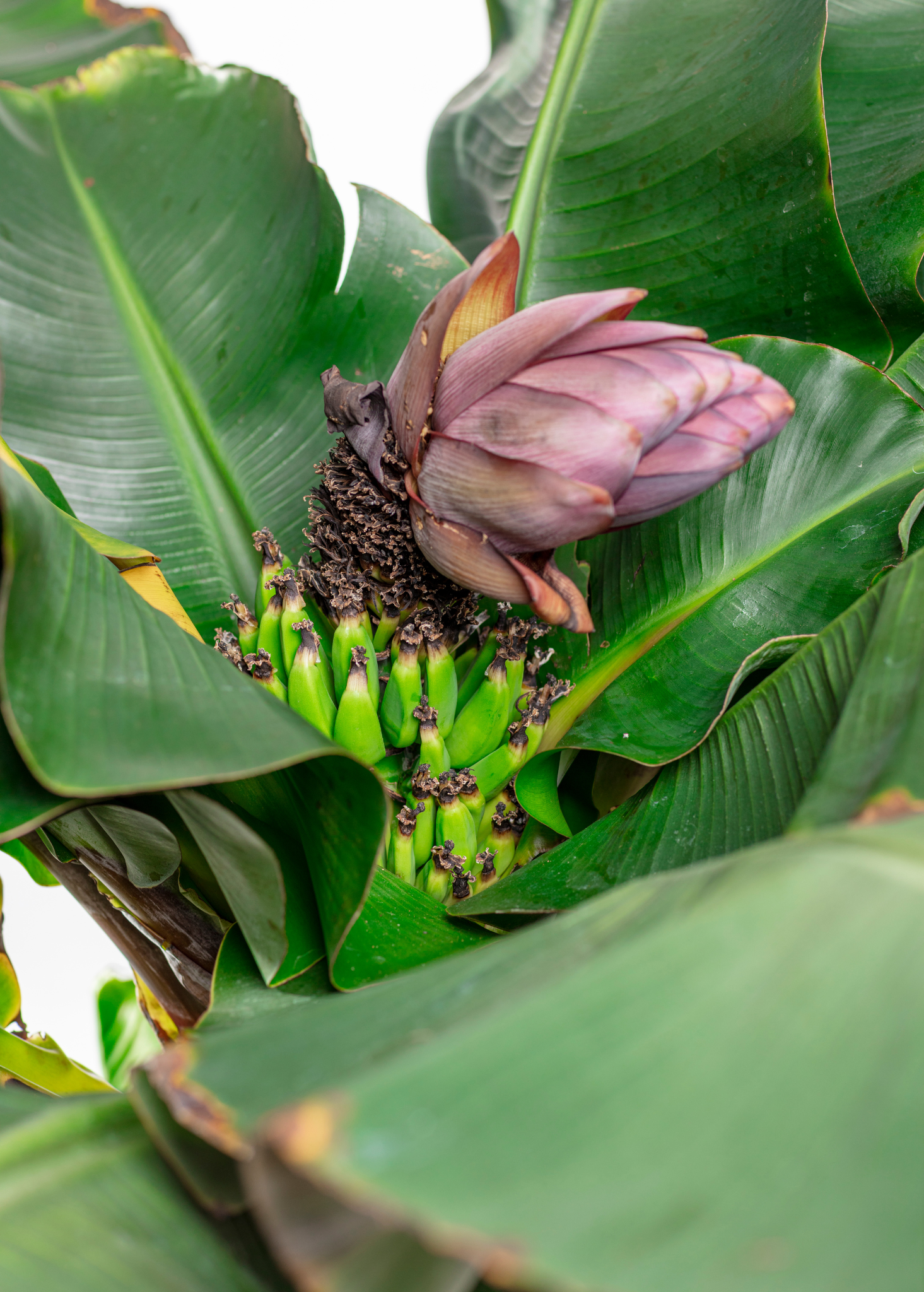 Dwarf Cavendish banana tropical fruit tree in coconut coir pot, grown by Sow Exotic, with lush green banana plant foliage.