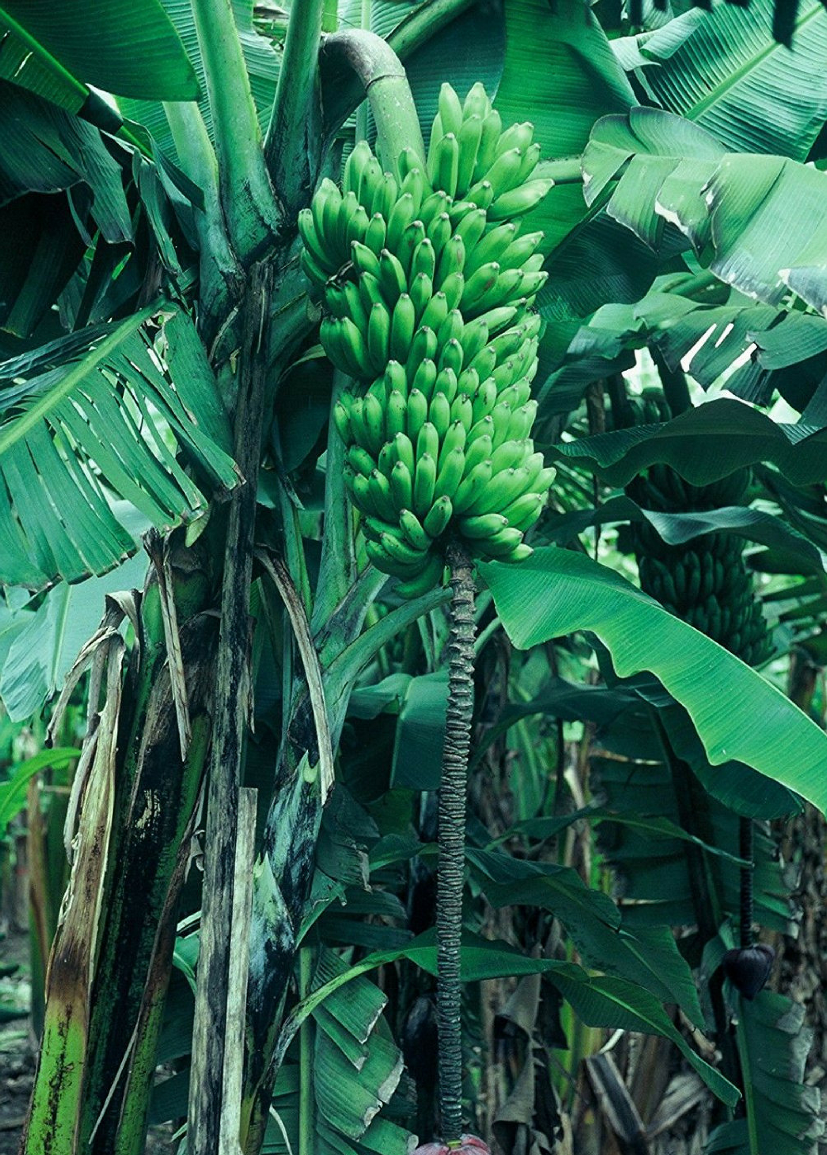 Dwarf Maoli banana tree in a coconut coir pot, tropical fruit tree by Sow Exotic, with lush green leaves and healthy growth.