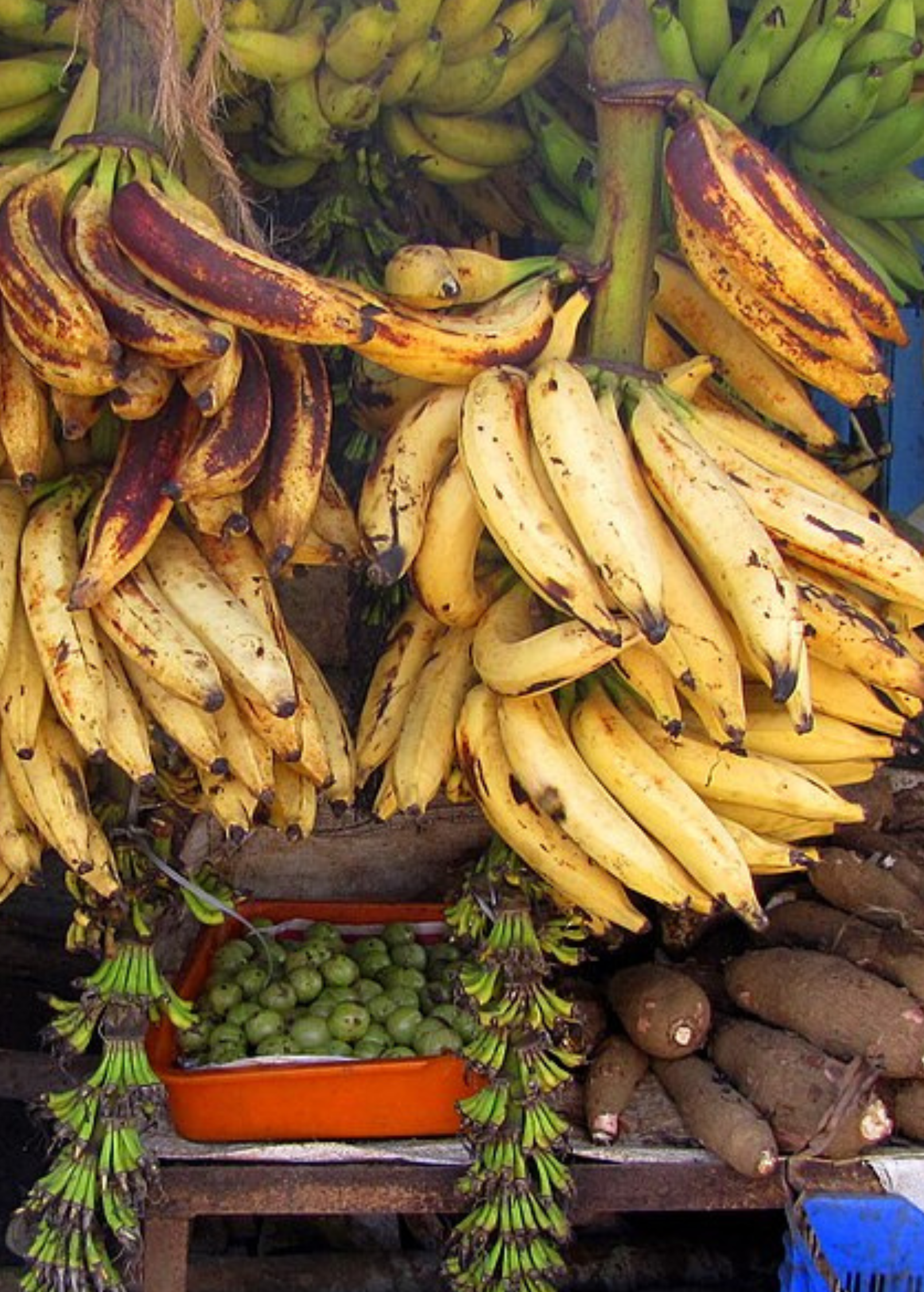 Banana 'Nendran' Musa tropical fruit tree in a coconut coir pot, grown by Sow Exotic, ready for planting or display.