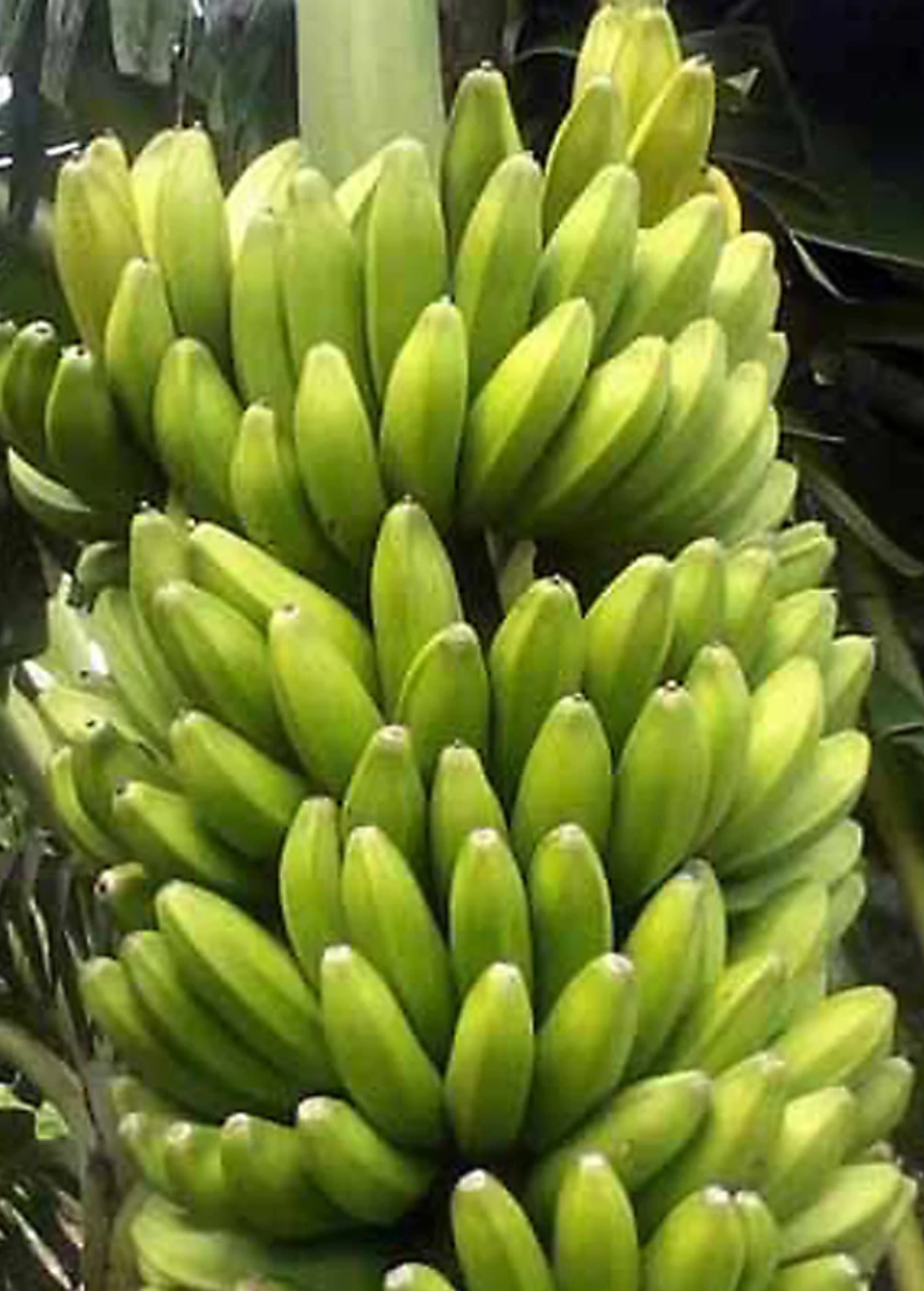 Banana 'Sweetheart' Musa acuminata FHIA-3 tropical fruit tree in coconut coir pot, showing healthy green leaves and young banana bunch