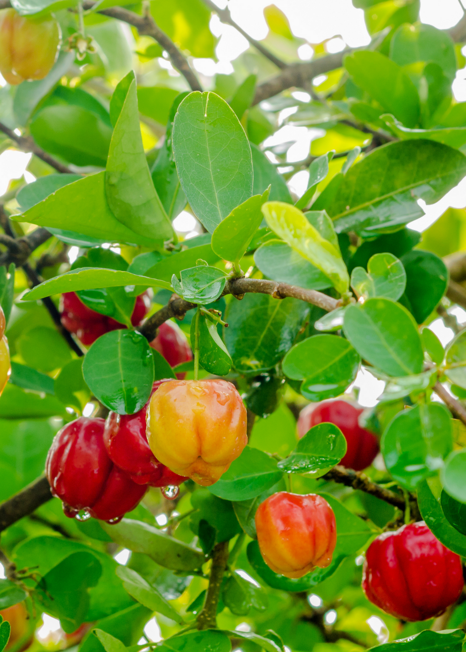 Barbados Cherry tropical fruit tree in a coconut coir pot, grown by Sow Exotic, with lush green leaves and small red cherries