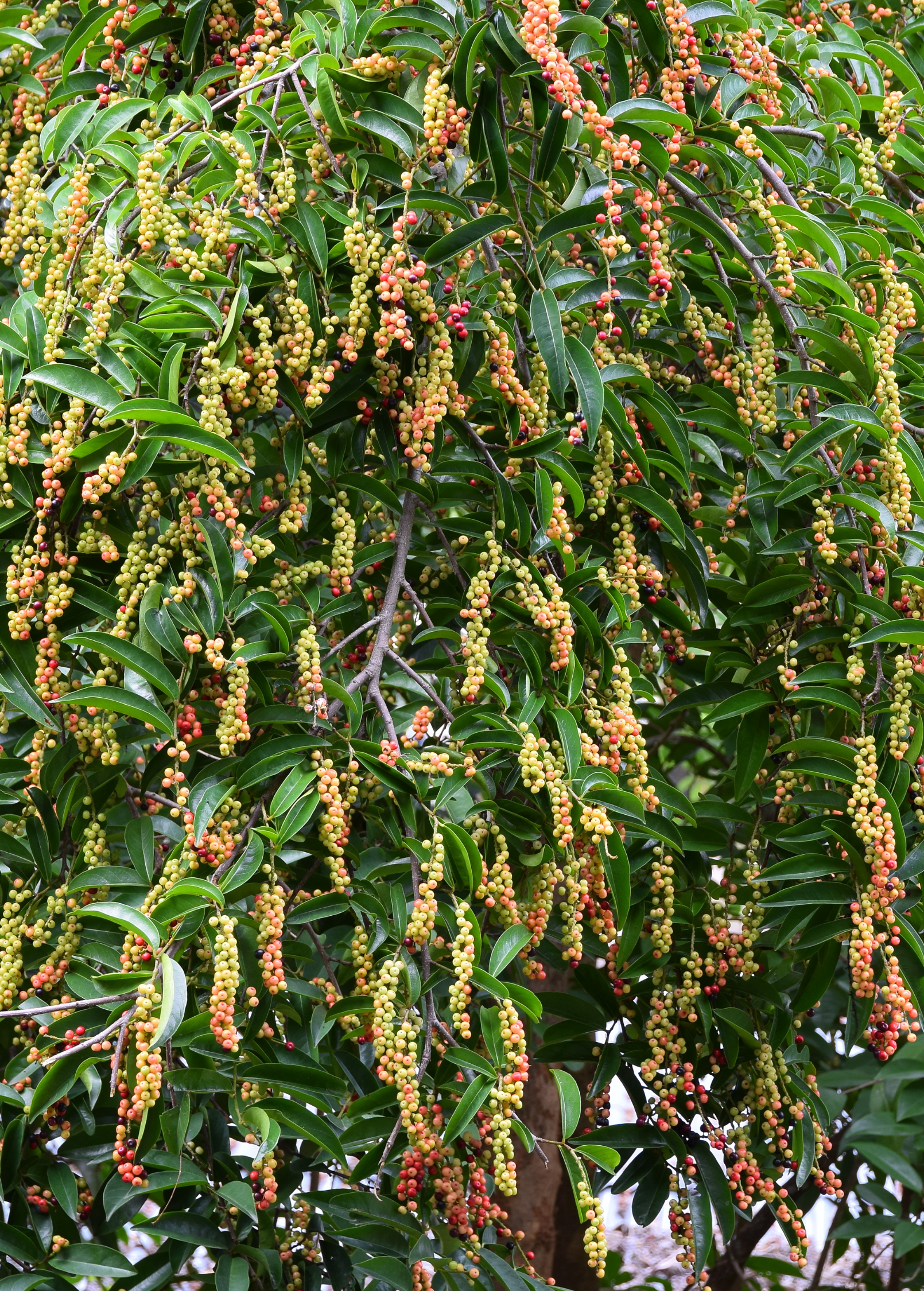 Bignay tropical fruit tree in coconut coir pot, grown by Sow Exotic, with lush green leaves and healthy branches.