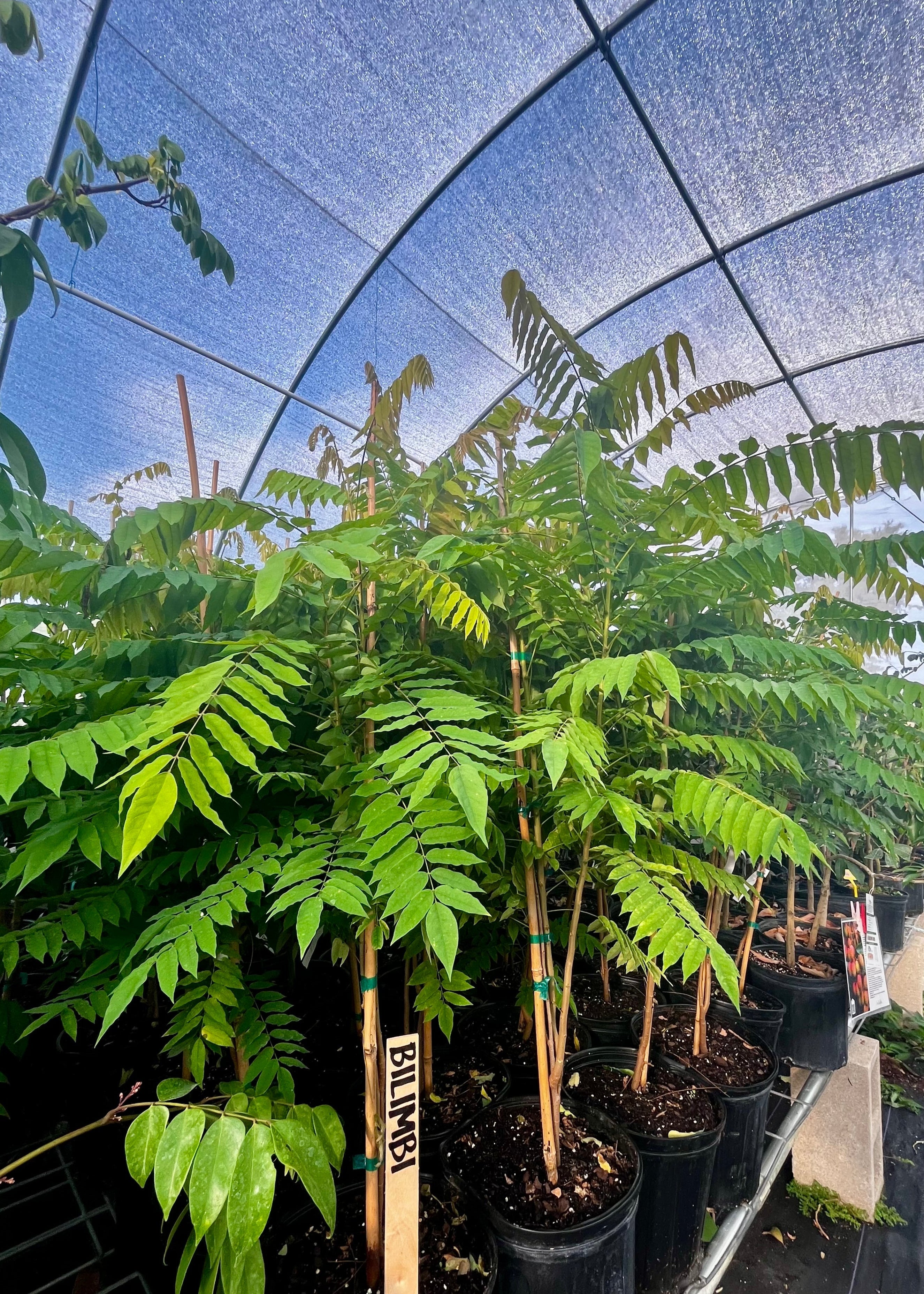 Sow Exotic Bilimbi tropical fruit tree in a coconut coir pot, showcasing green leaves and young fruit on the tree.