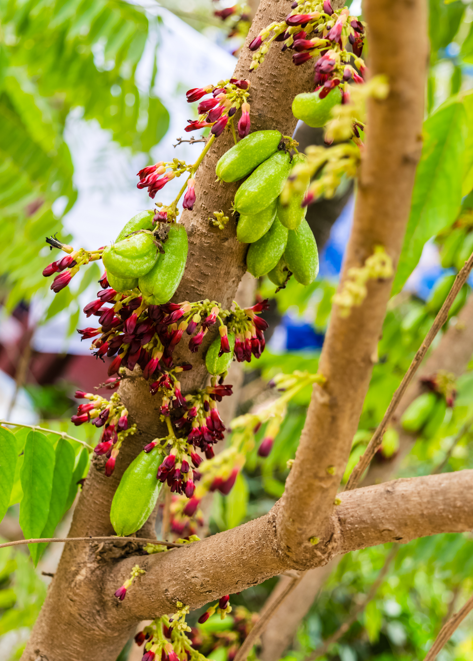 Sow Exotic Bilimbi tropical fruit tree in a coconut coir pot, showcasing lush green leaves and young branches.